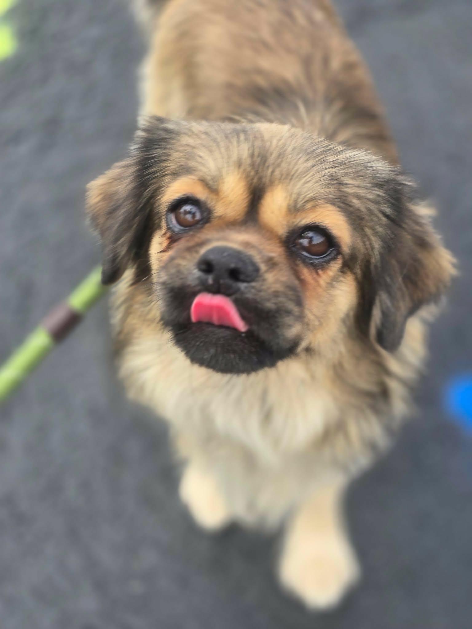 Enlarge Simba, a Adopted mixed breed in Canon City, CO image 3/3