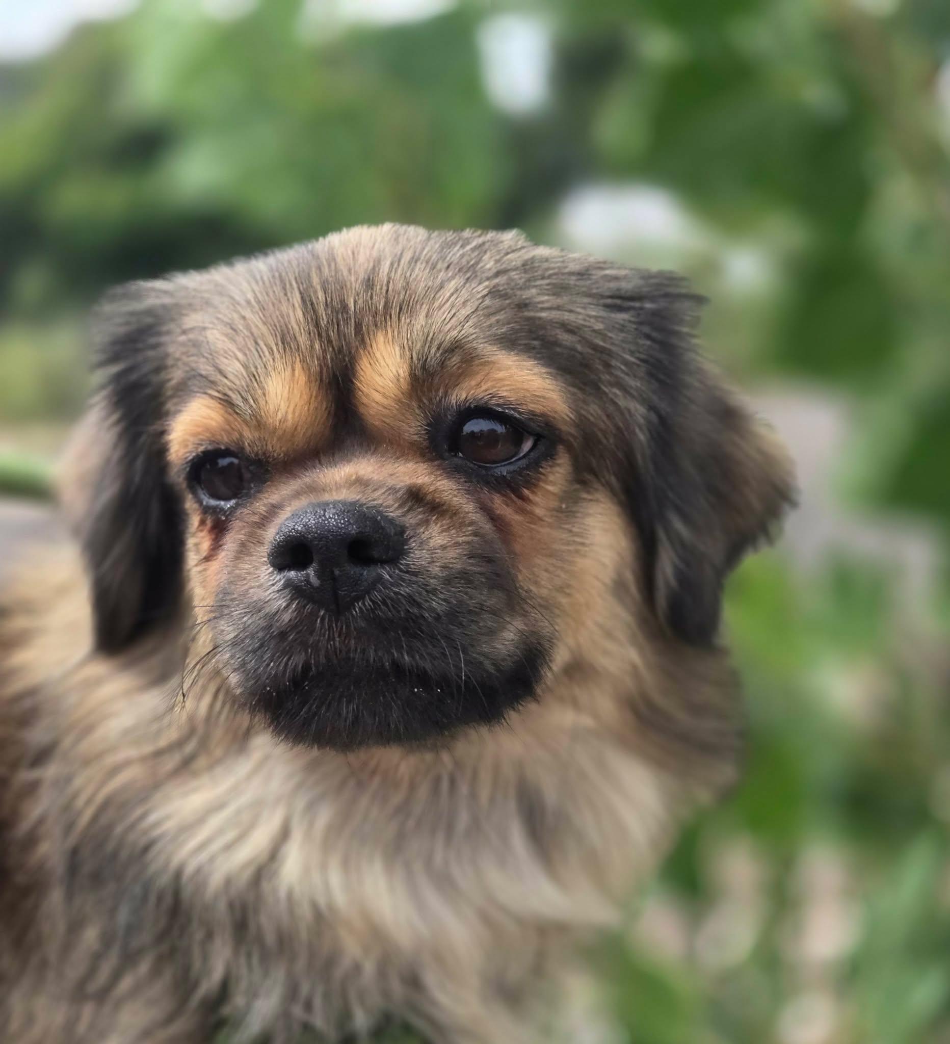 Enlarge Simba, a Adopted mixed breed in Canon City, CO image 1/3