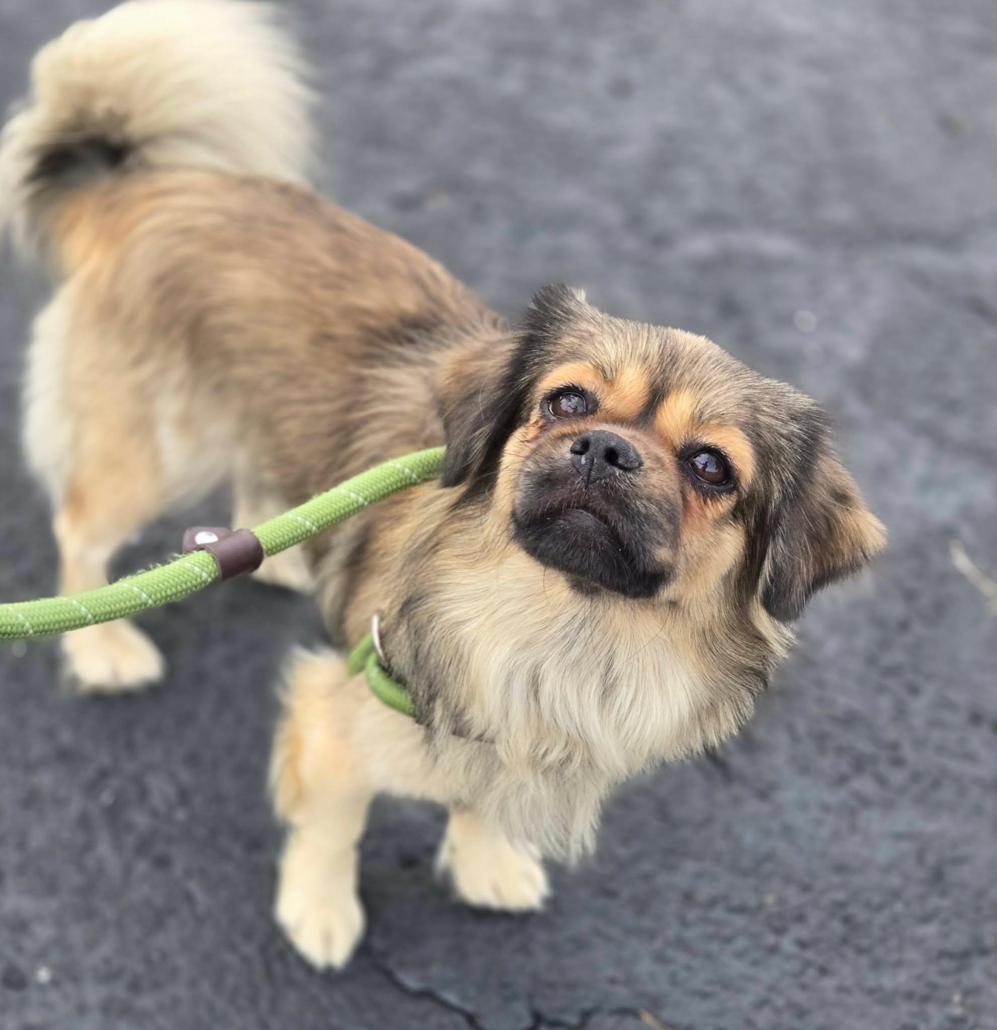 Enlarge Simba, a Adopted mixed breed in Canon City, CO image 2/3