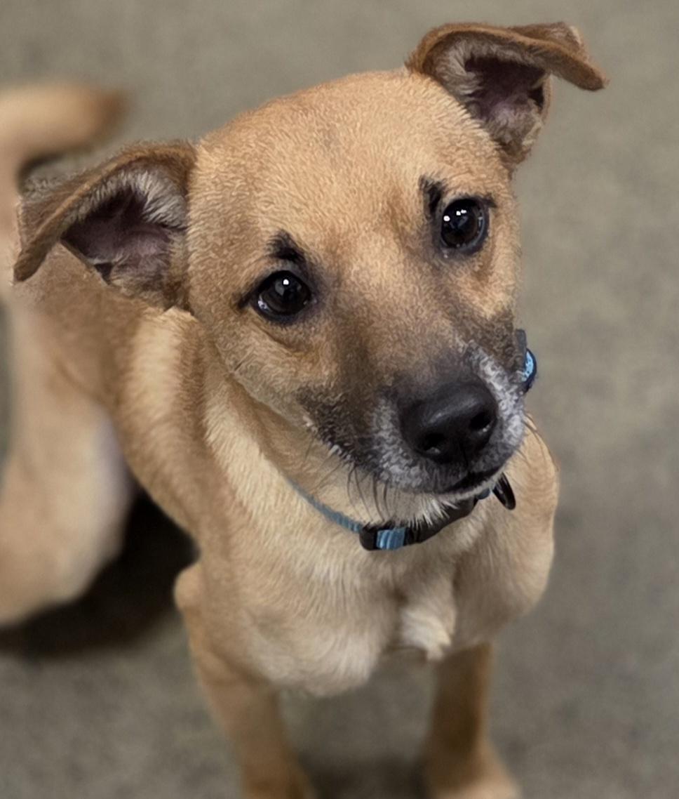 Pip, ADOPTABLE, Young Male Chihuahua & Rat Terrier.