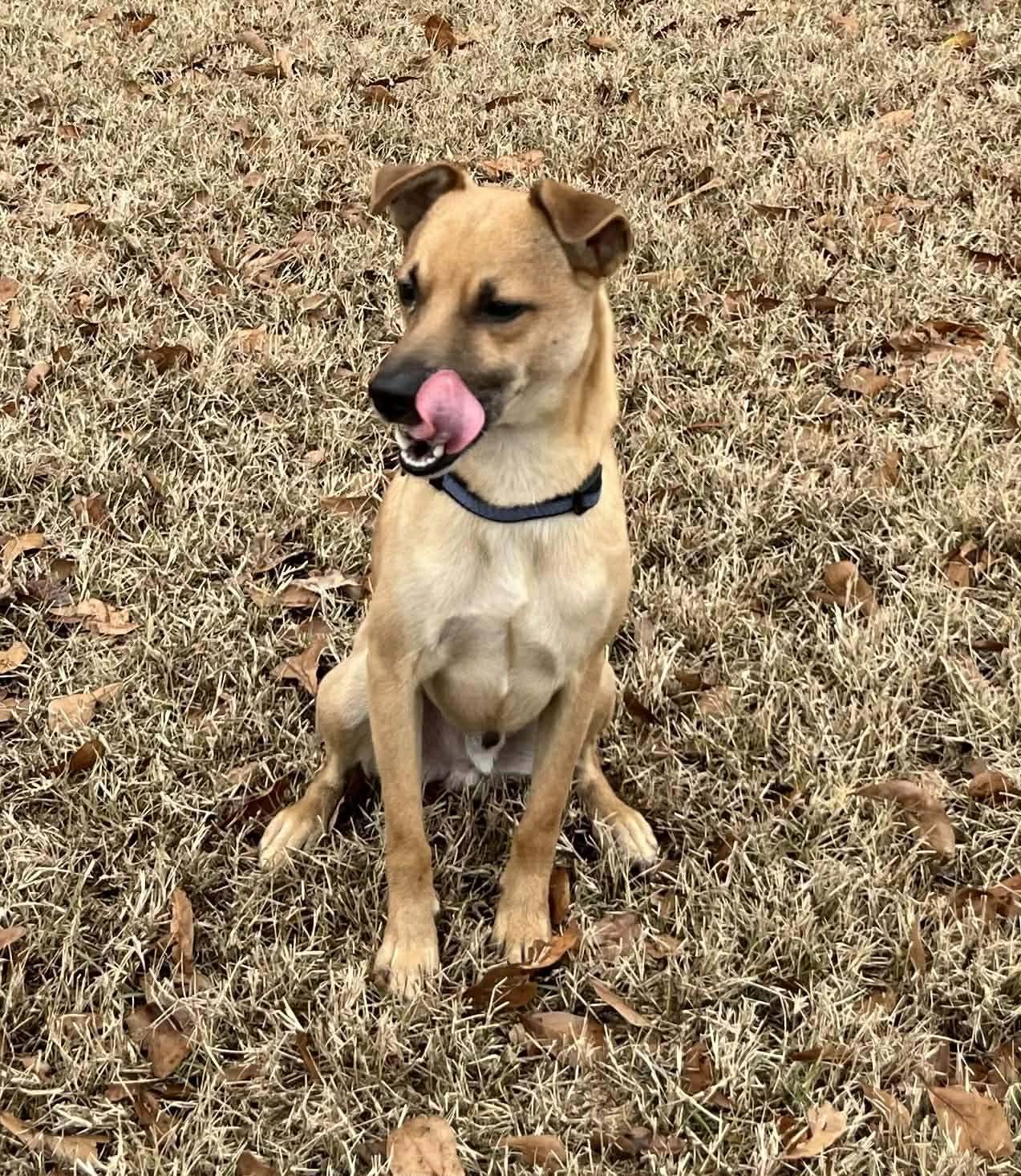 Pip, a ADOPTABLE mixed breed in Hillsdale, NY image 1/4