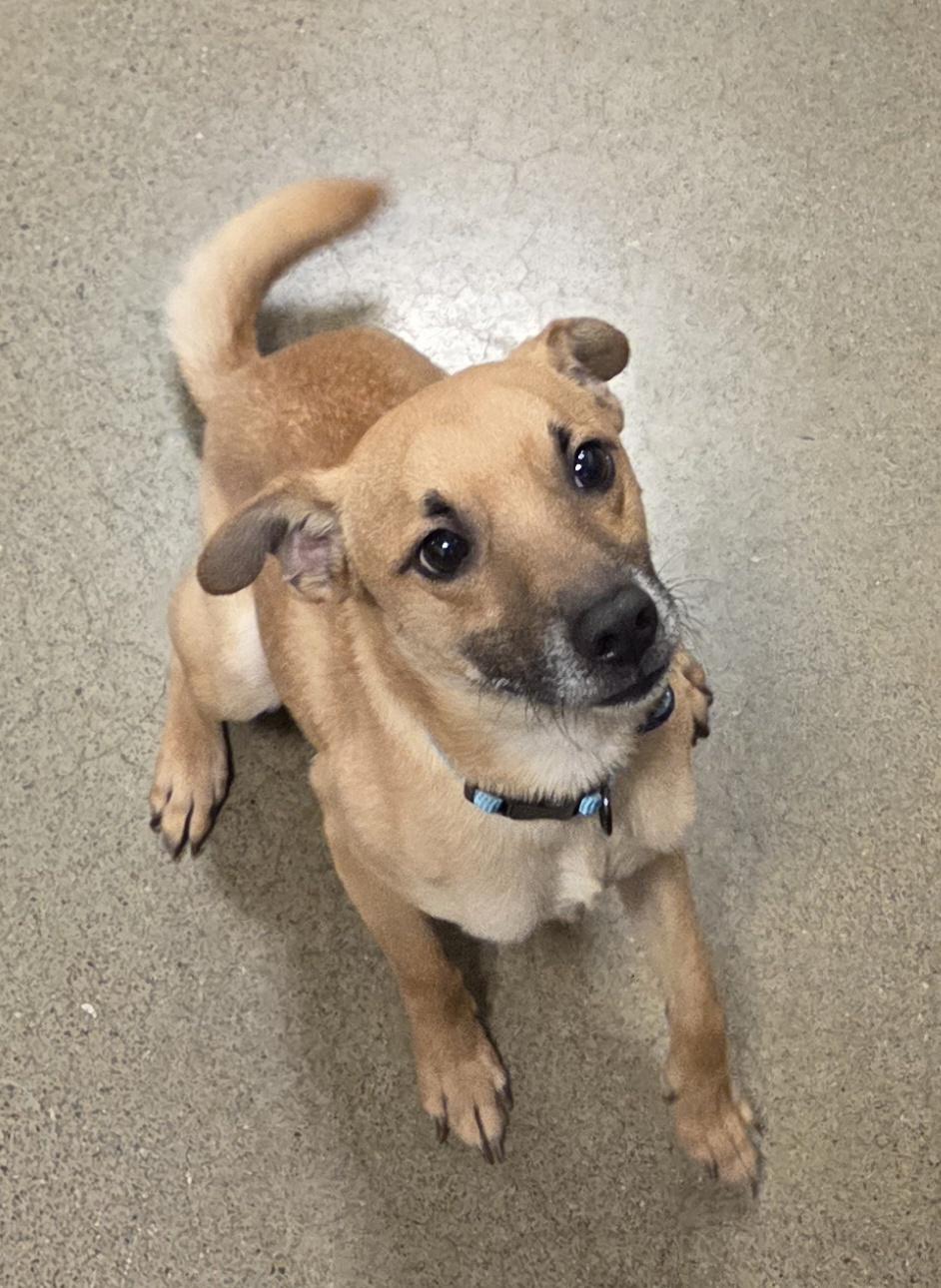 Enlarge Pip, an adopted mixed breed in Hillsdale, NY image 5/6