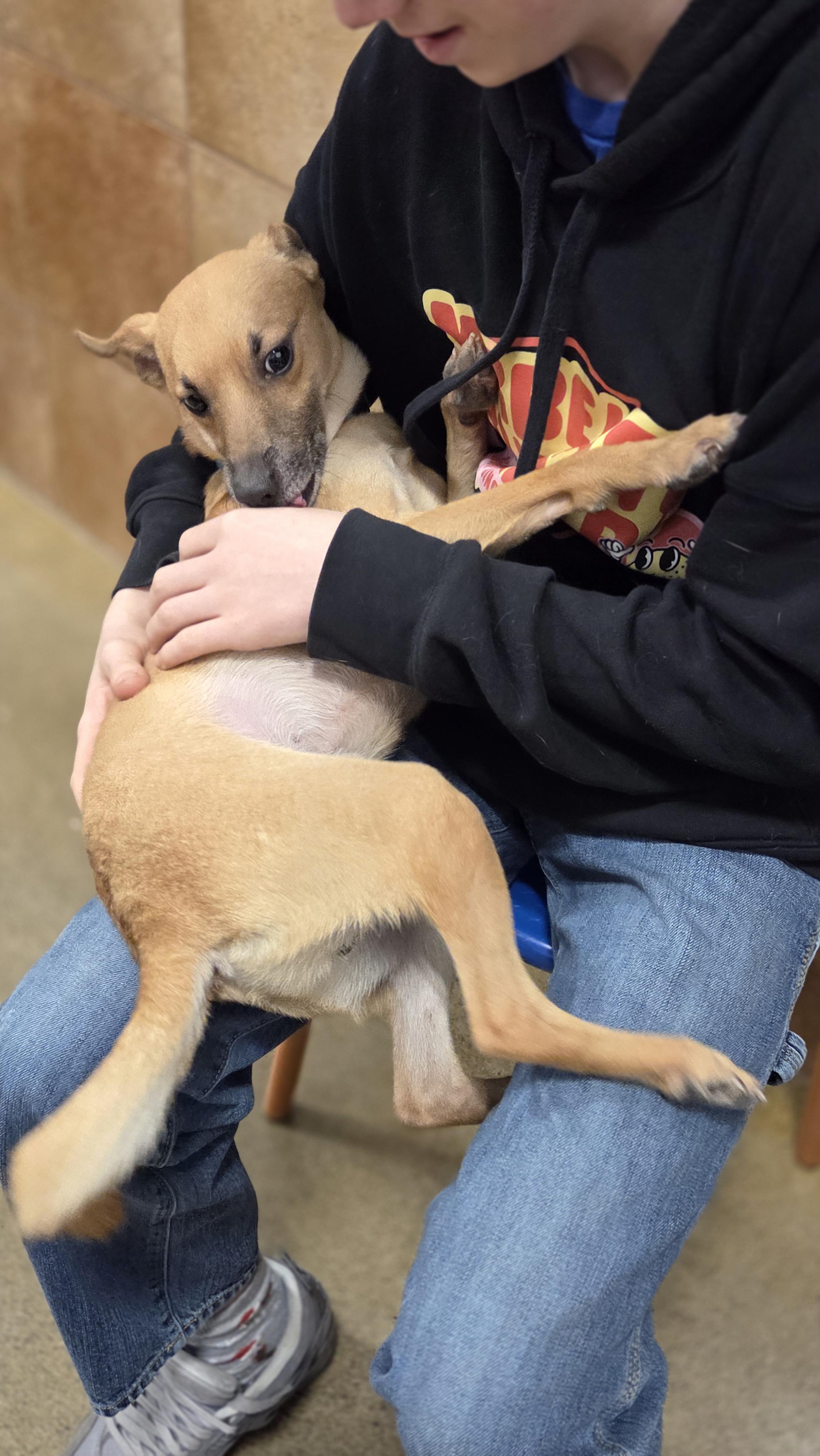 Enlarge Pip, an adopted mixed breed in Hillsdale, NY image 6/6