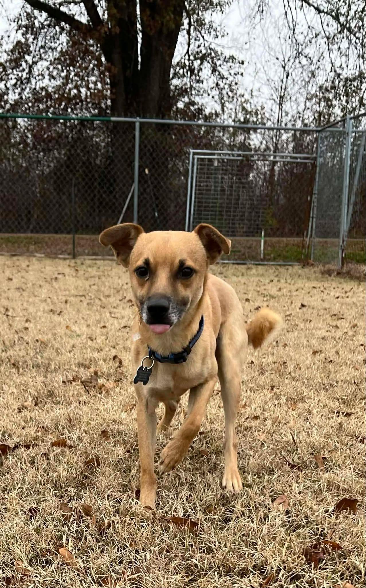 Pip, a ADOPTABLE mixed breed in Hillsdale, NY image 2/4