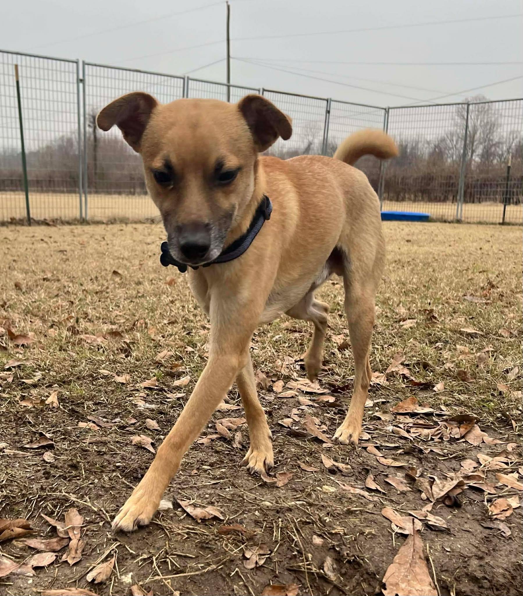 Pip, a ADOPTABLE mixed breed in Hillsdale, NY image 3/4