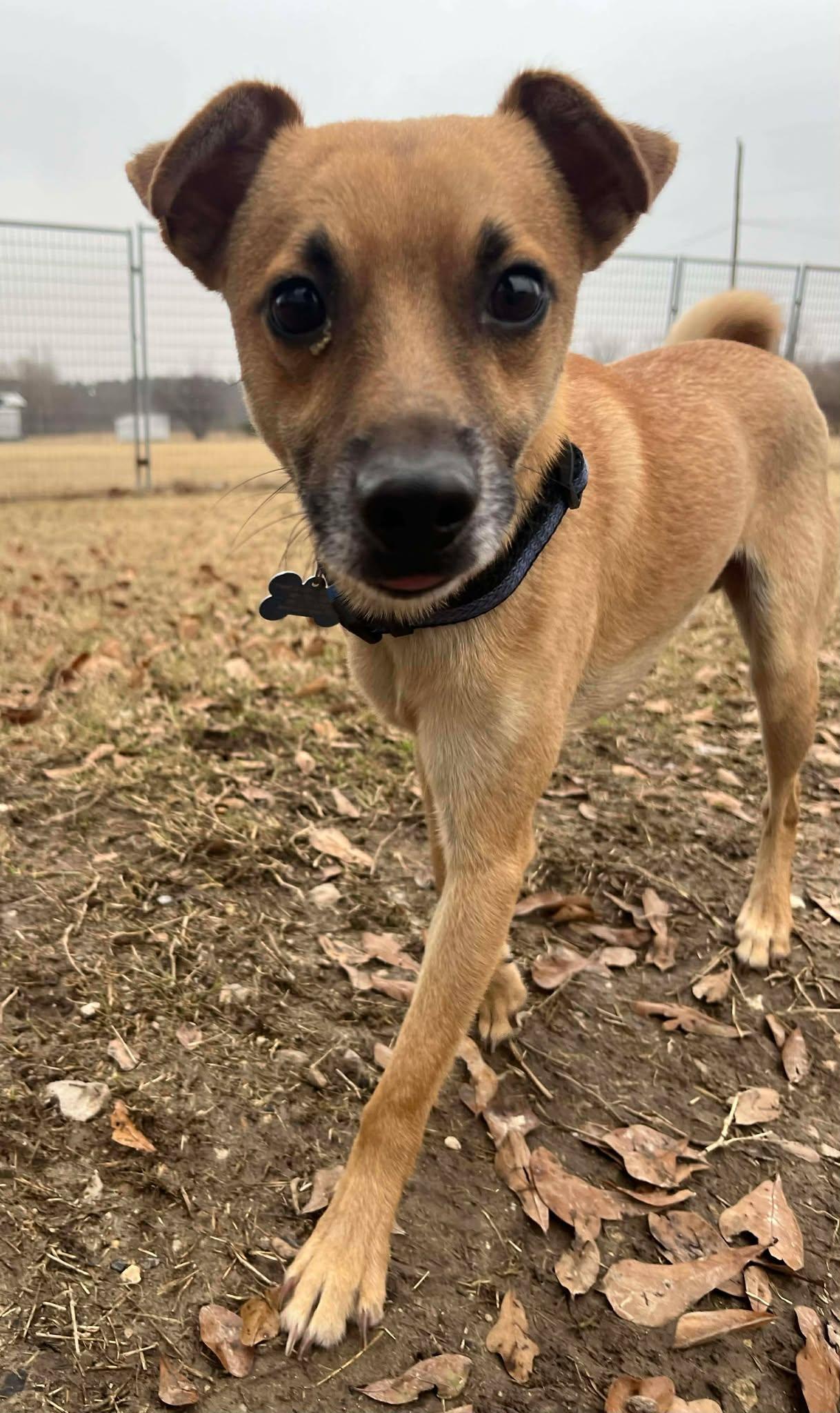 Pip, a ADOPTABLE mixed breed in Hillsdale, NY image 4/4