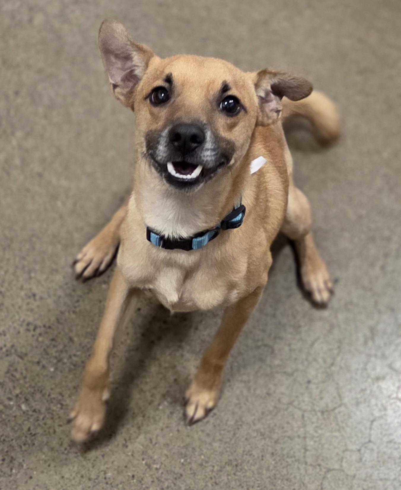 Enlarge Pip, an adopted mixed breed in Hillsdale, NY image 4/6