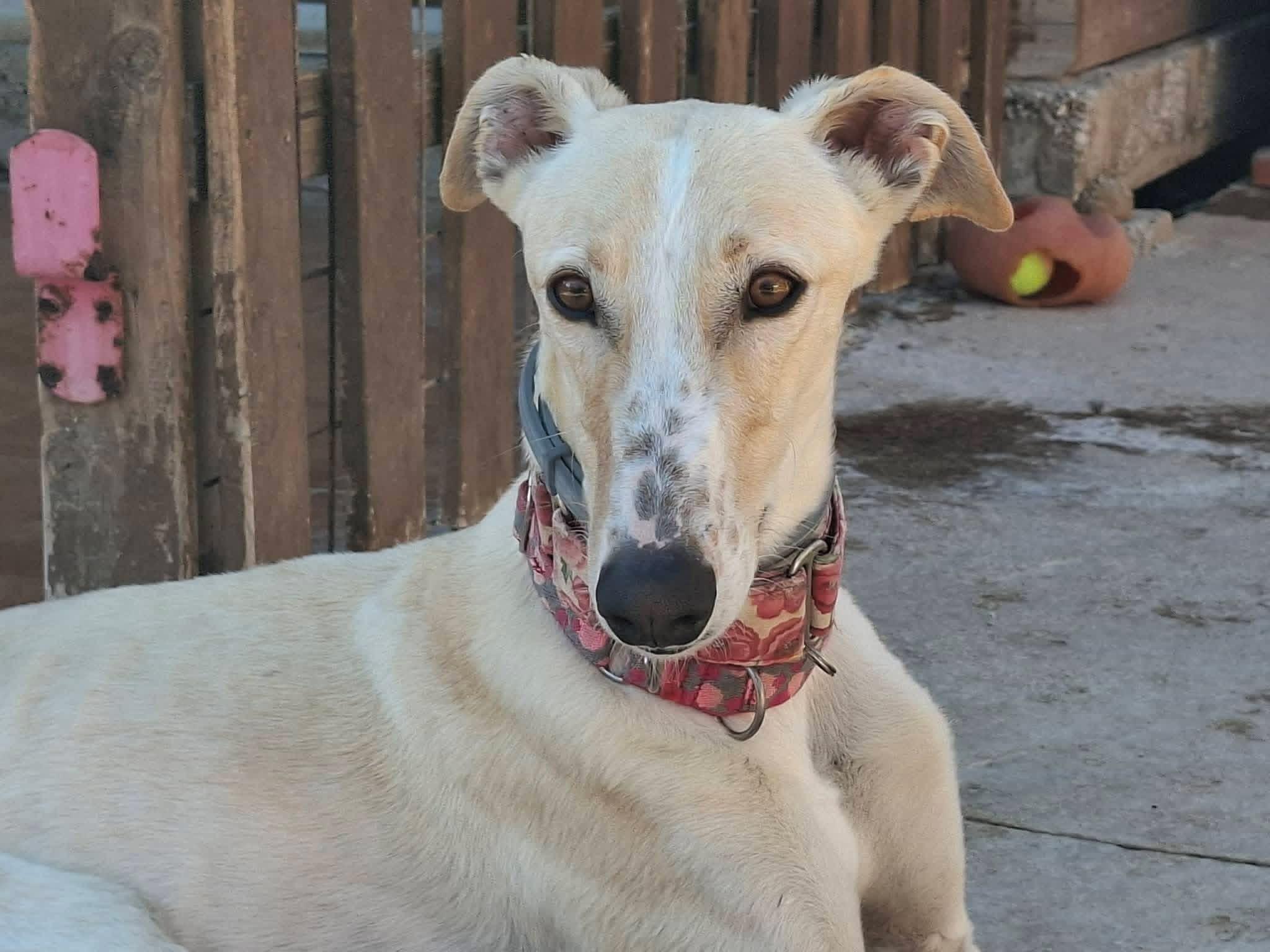 Enlarge Wilbur, a ADOPTABLE Galgo Spanish Greyhound in Winter Park, FL image 1/1