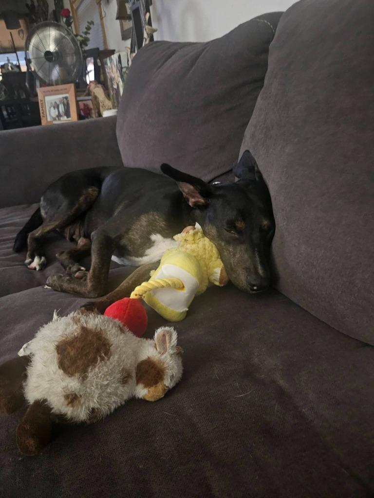 Lexie, Adoptable, Young Female Mixed Breed.