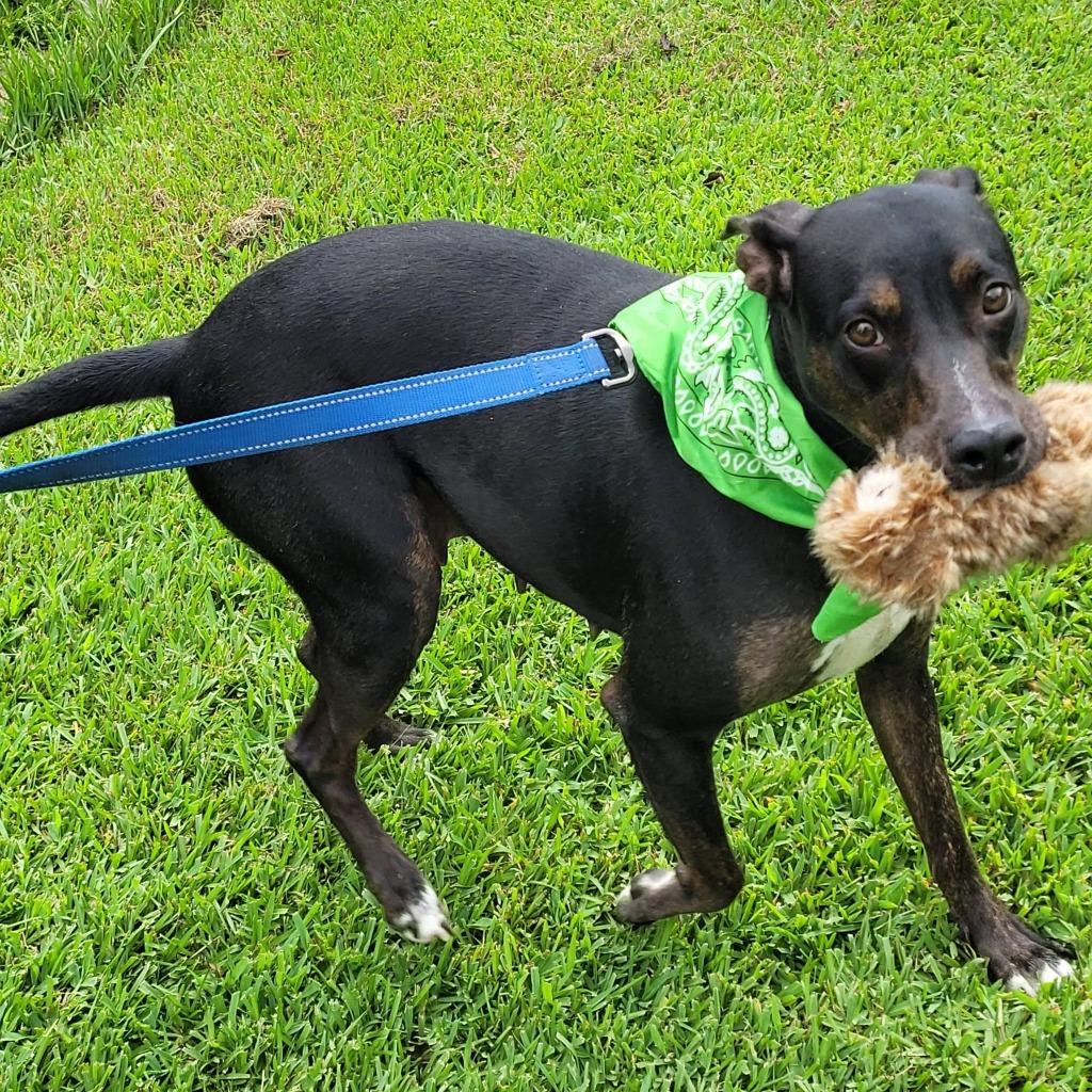 Lexie, a Adoptable mixed breed in Fond Du Lac, WI image 2/5