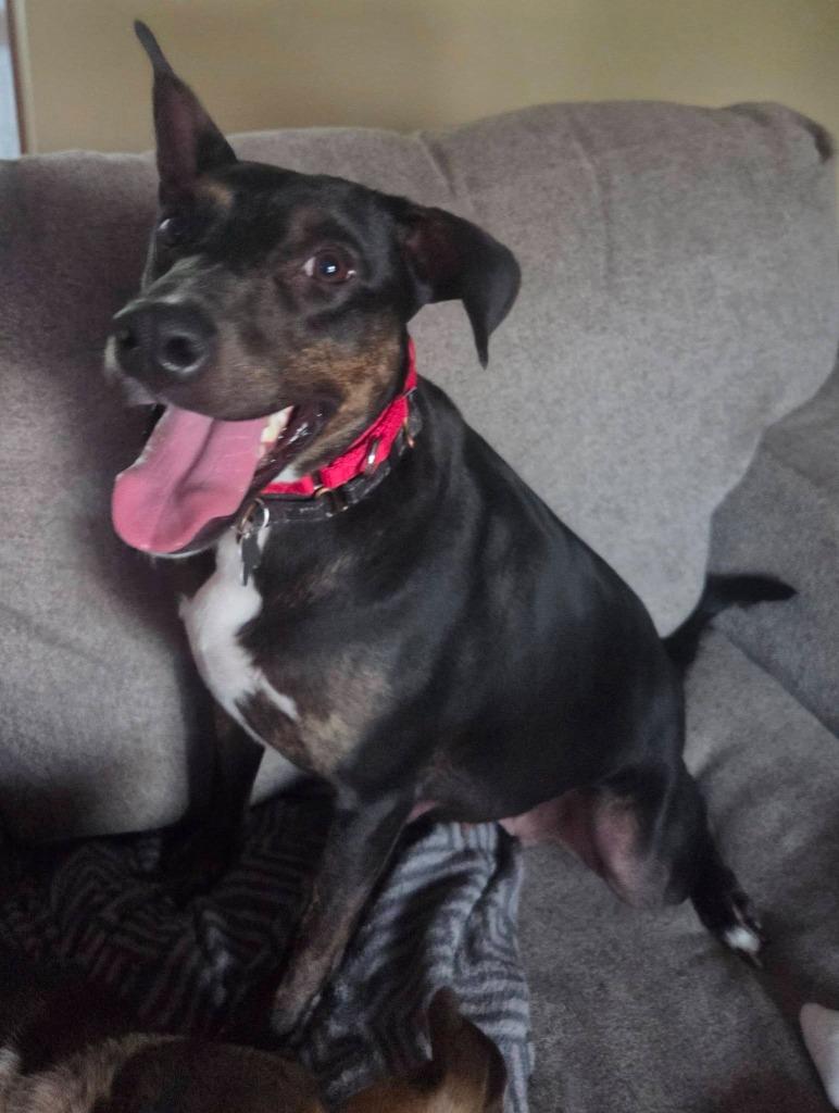 Lexie, a Adoptable mixed breed in Fond Du Lac, WI image 3/5