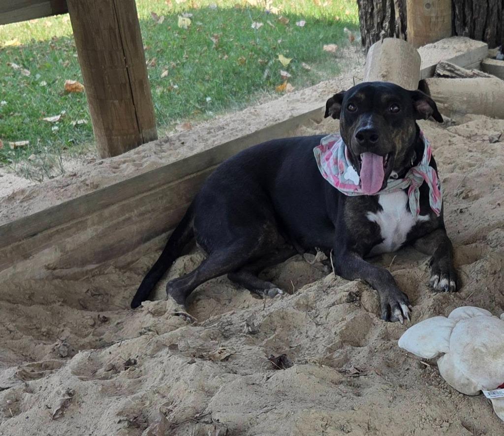 Lexie, a Adoptable mixed breed in Fond Du Lac, WI image 4/5