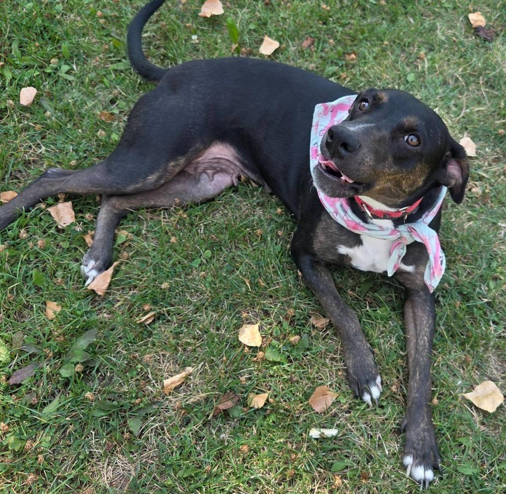 Lexie, a Adoptable mixed breed in Fond Du Lac, WI image 5/5