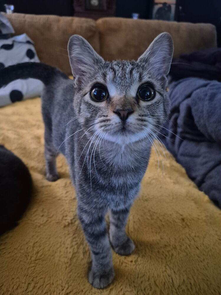 Oakheart, Adoptable, Kitten Male Domestic Short Hair.
