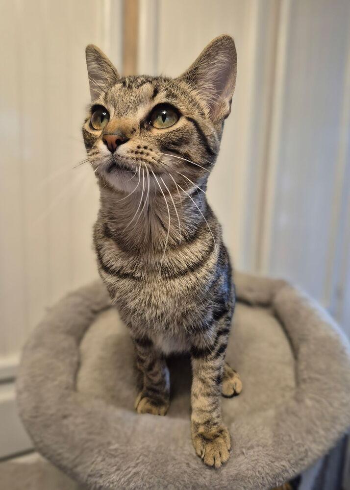 Oakheart, Adoptable, Kitten Male Domestic Short Hair.