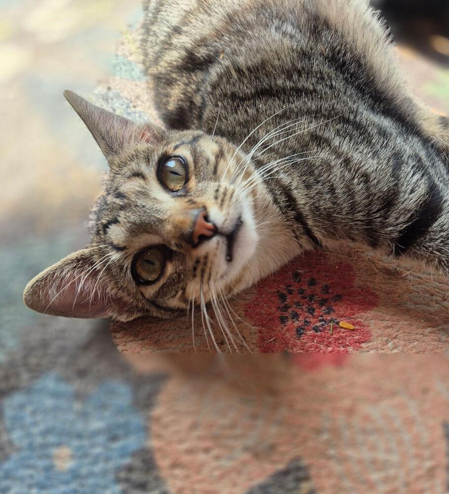 Enlarge Oakheart, a Adoptable Domestic Short Hair in Dayton, OH image 4/6