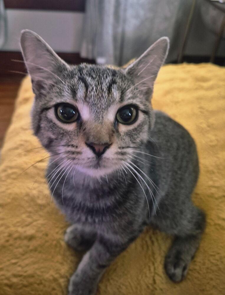 Enlarge Oakheart, a Adoptable Domestic Short Hair in Dayton, OH image 5/6