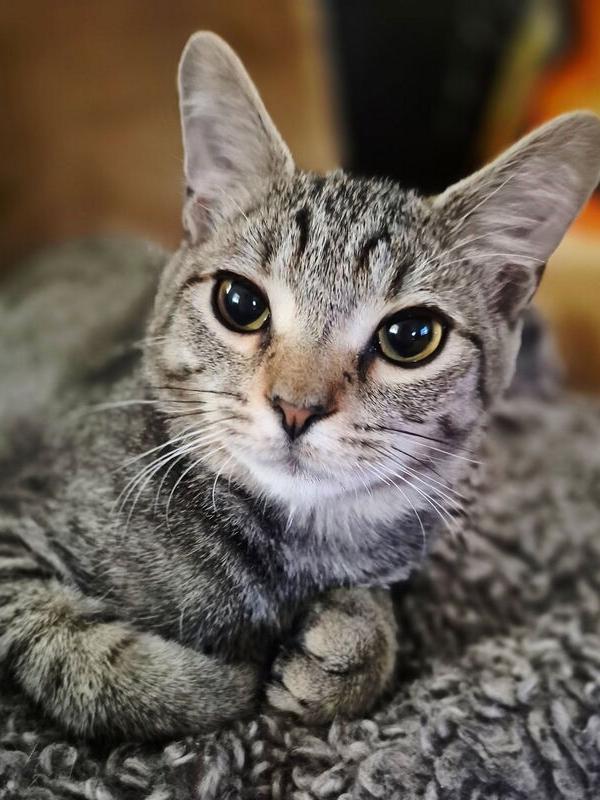 Enlarge Oakheart, a Adoptable Domestic Short Hair in Dayton, OH image 6/6