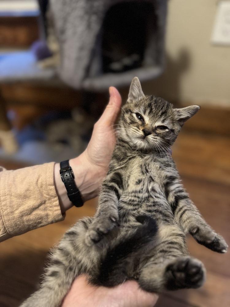 Oakheart, a Adoptable Domestic Short Hair in Dayton, OH image 3/3
