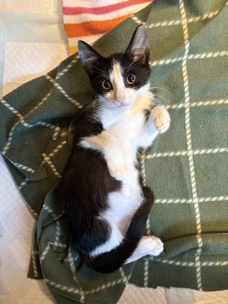 Enlarge Activiaaa, a Adoptable Domestic Short Hair in Richardson, TX image 1/1