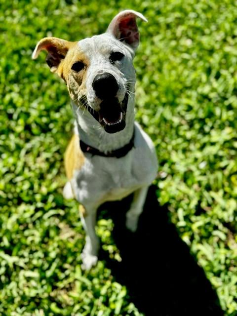 Cassie, Adoptable, Young Female Jack Russell Terrier & Whippet.