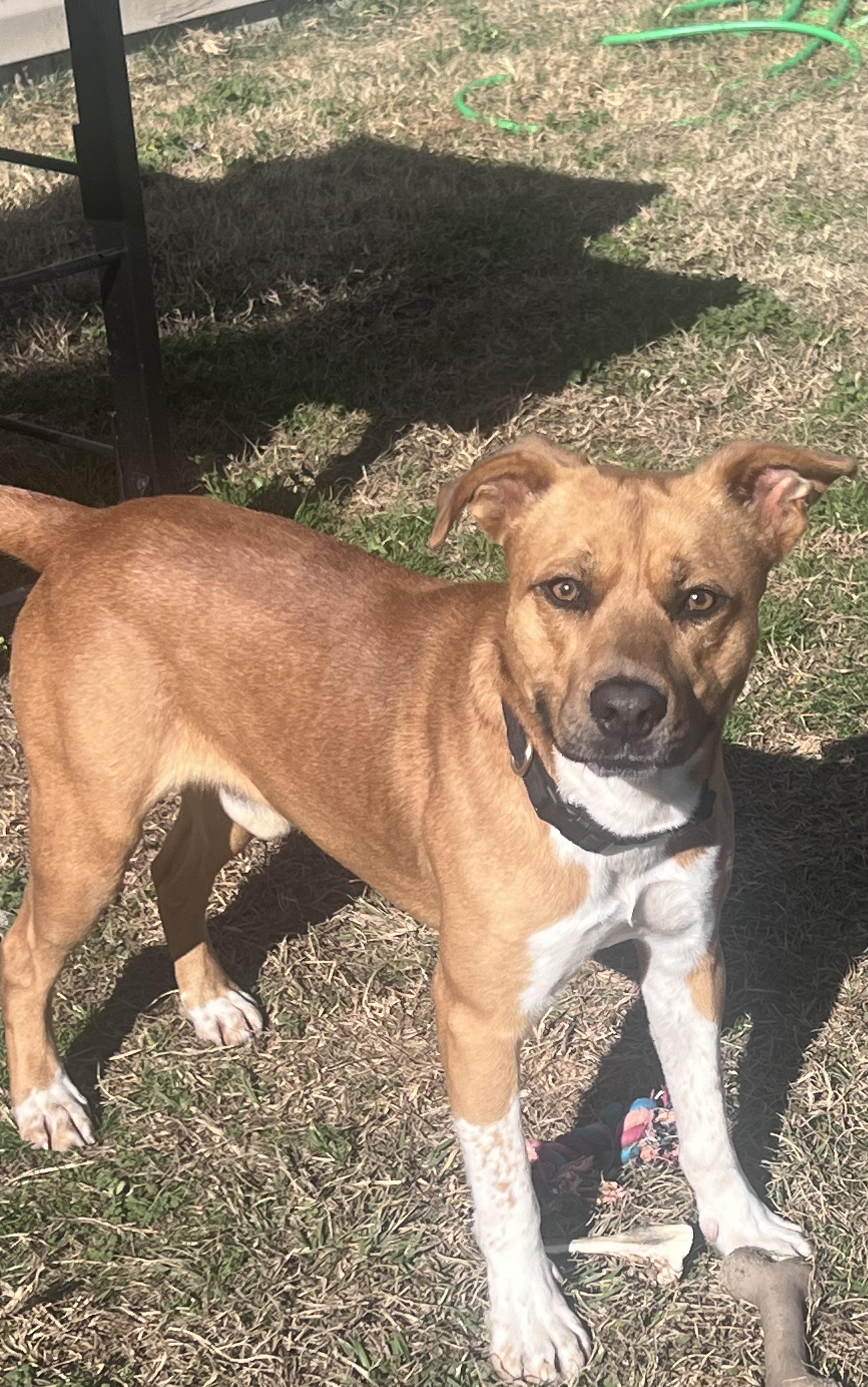 Jethro, a ADOPTABLE mixed breed in Columbia, SC image 5/6