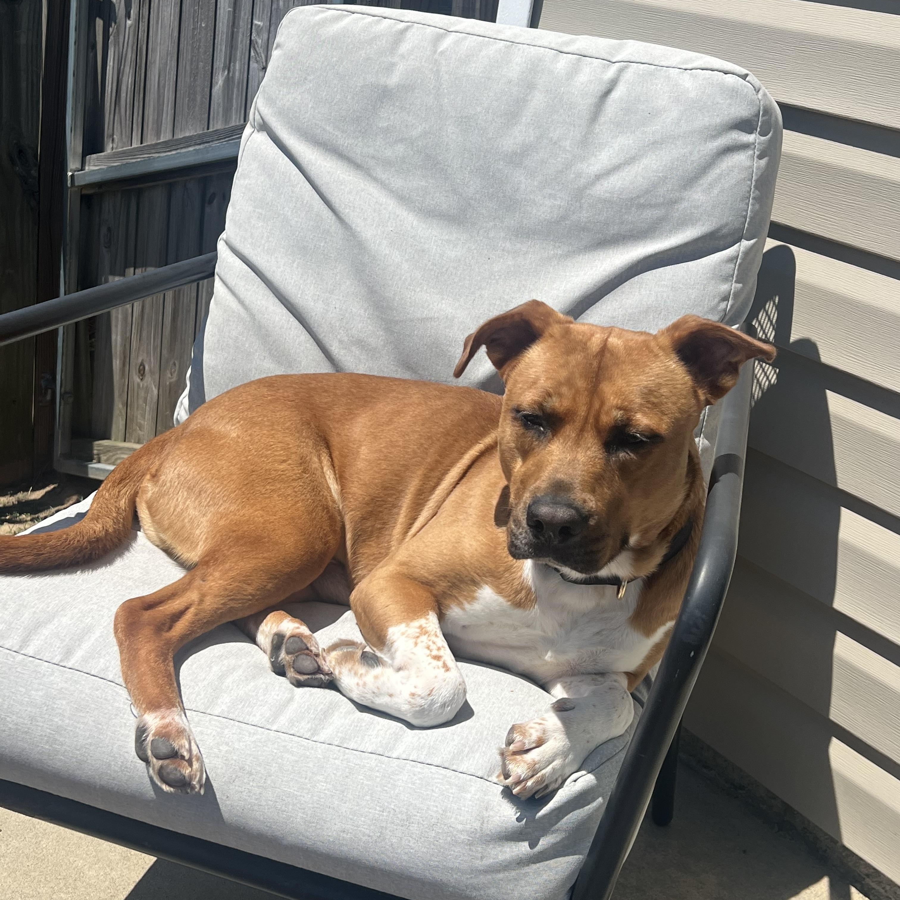 Jethro, a ADOPTABLE mixed breed in Columbia, SC image 2/6
