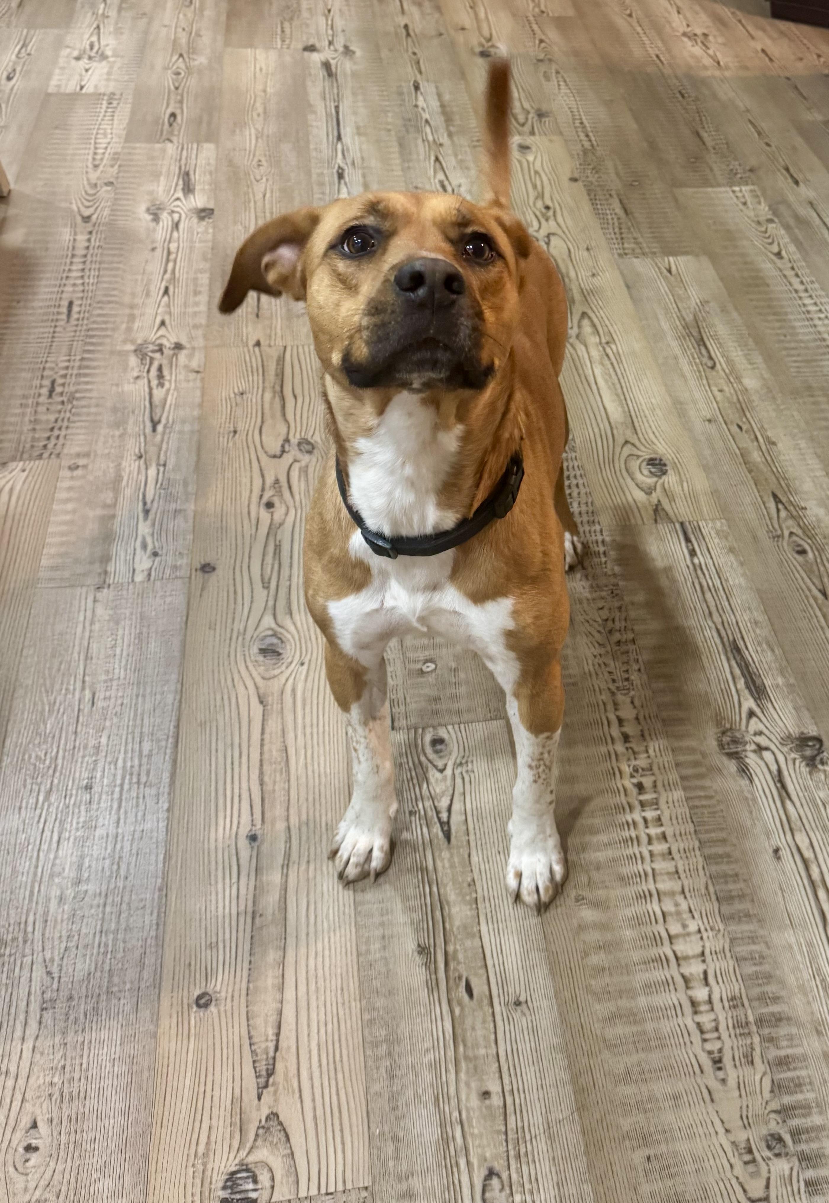 Jethro, a ADOPTABLE mixed breed in Columbia, SC image 6/6