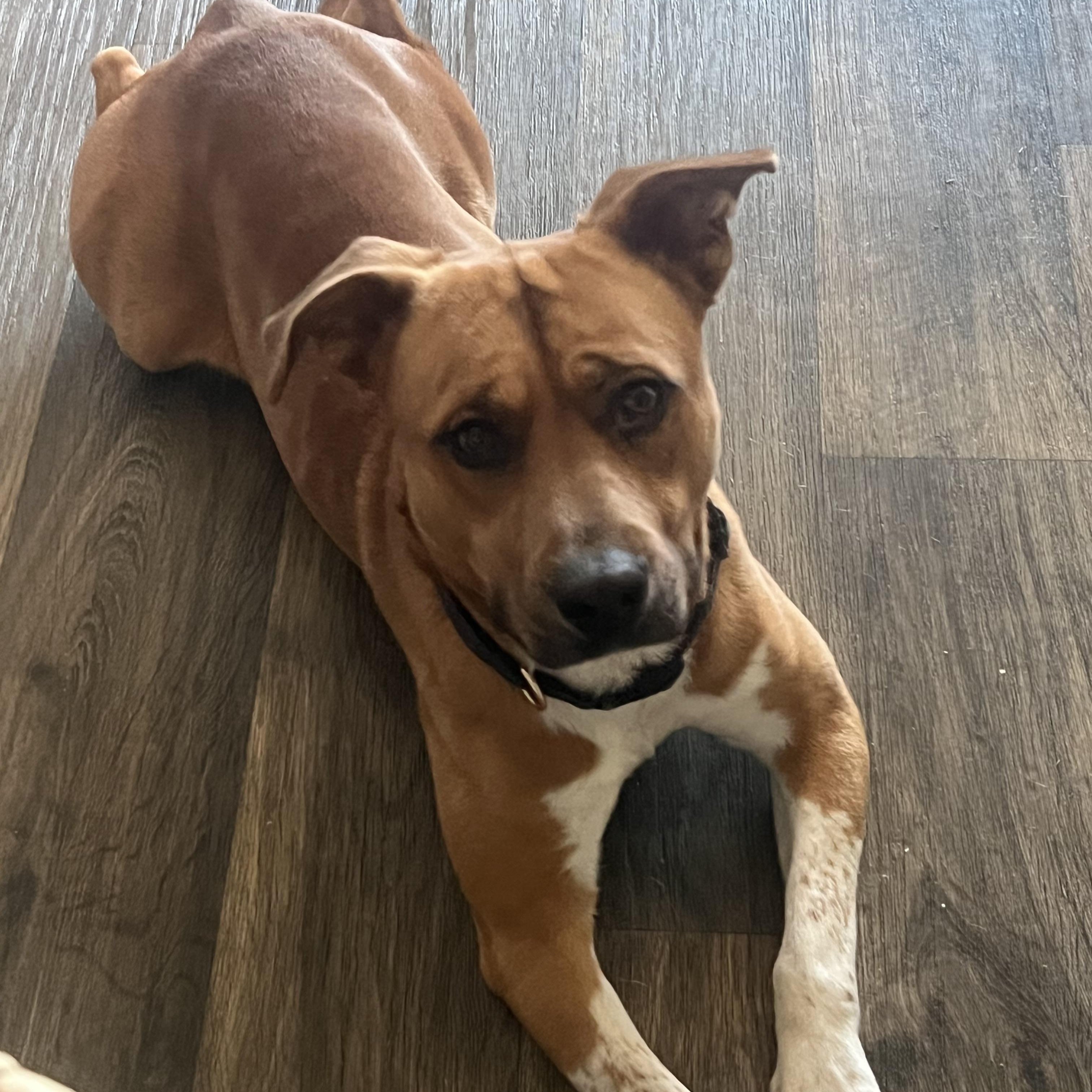 Jethro, ADOPTABLE, Young Male Black Mouth Cur.