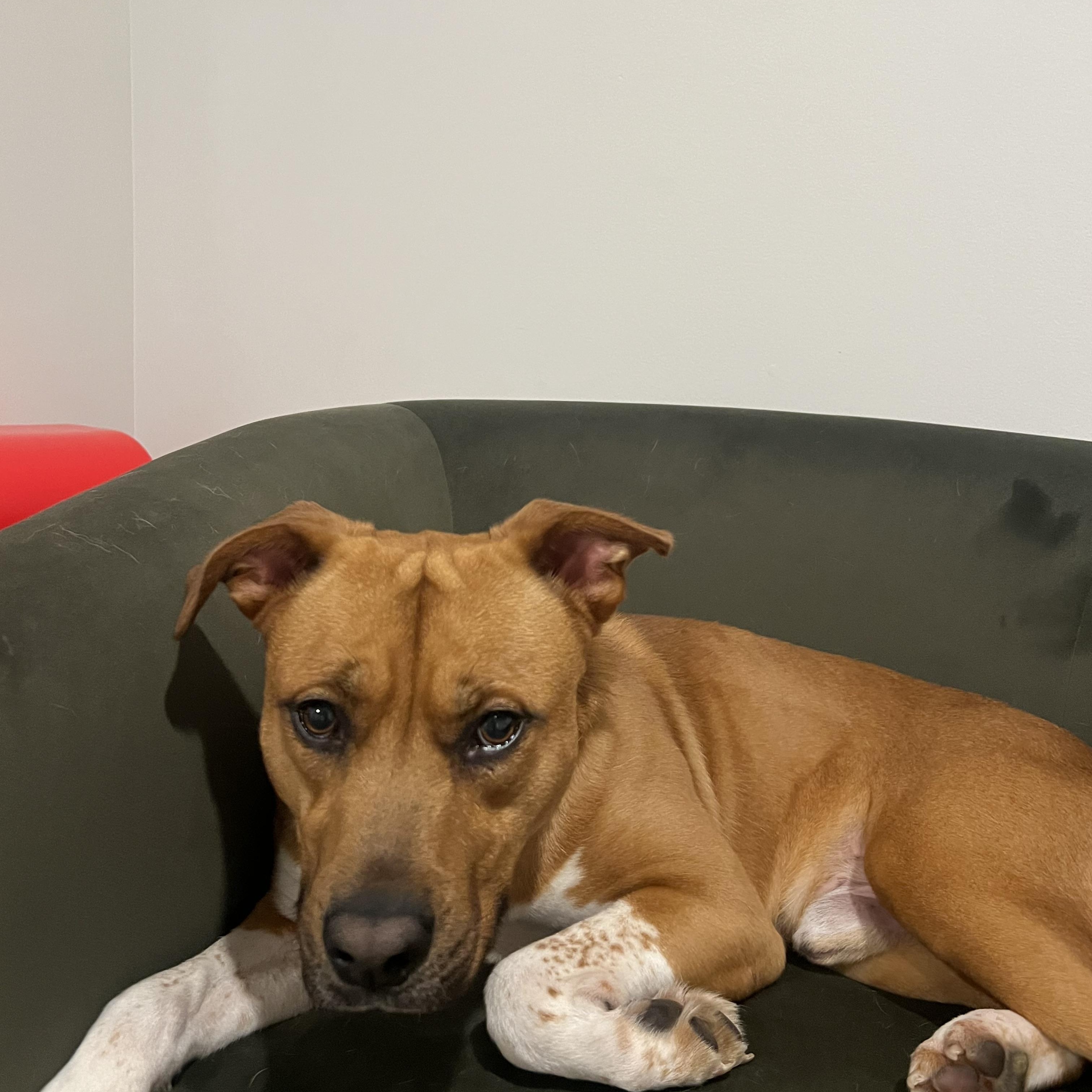 Jethro, a ADOPTABLE mixed breed in Columbia, SC image 4/6