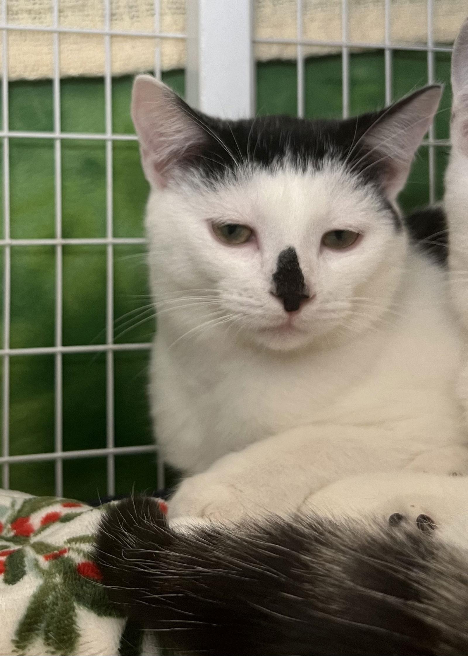 Enlarge Alex, a Adoptable Domestic Short Hair in Blasdell, NY image 1/1