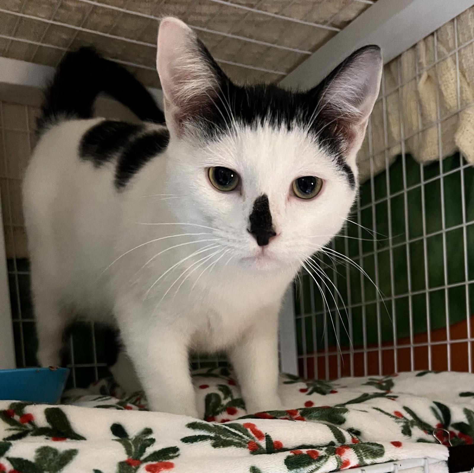 Alex, Adoptable, Young Male Domestic Short Hair.