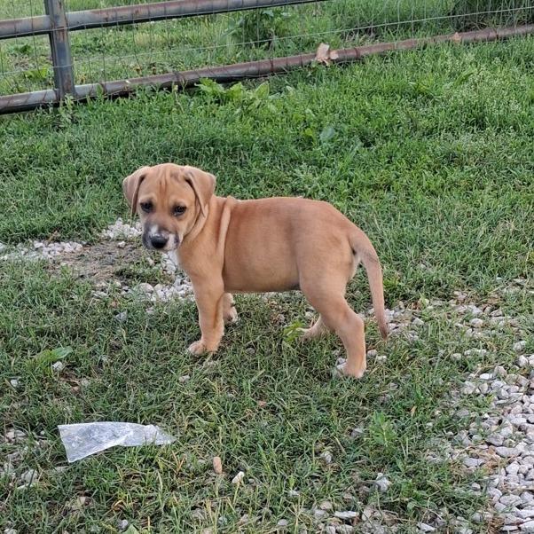 Mia, a Adoptable mixed breed in Branson, MO image 2/3