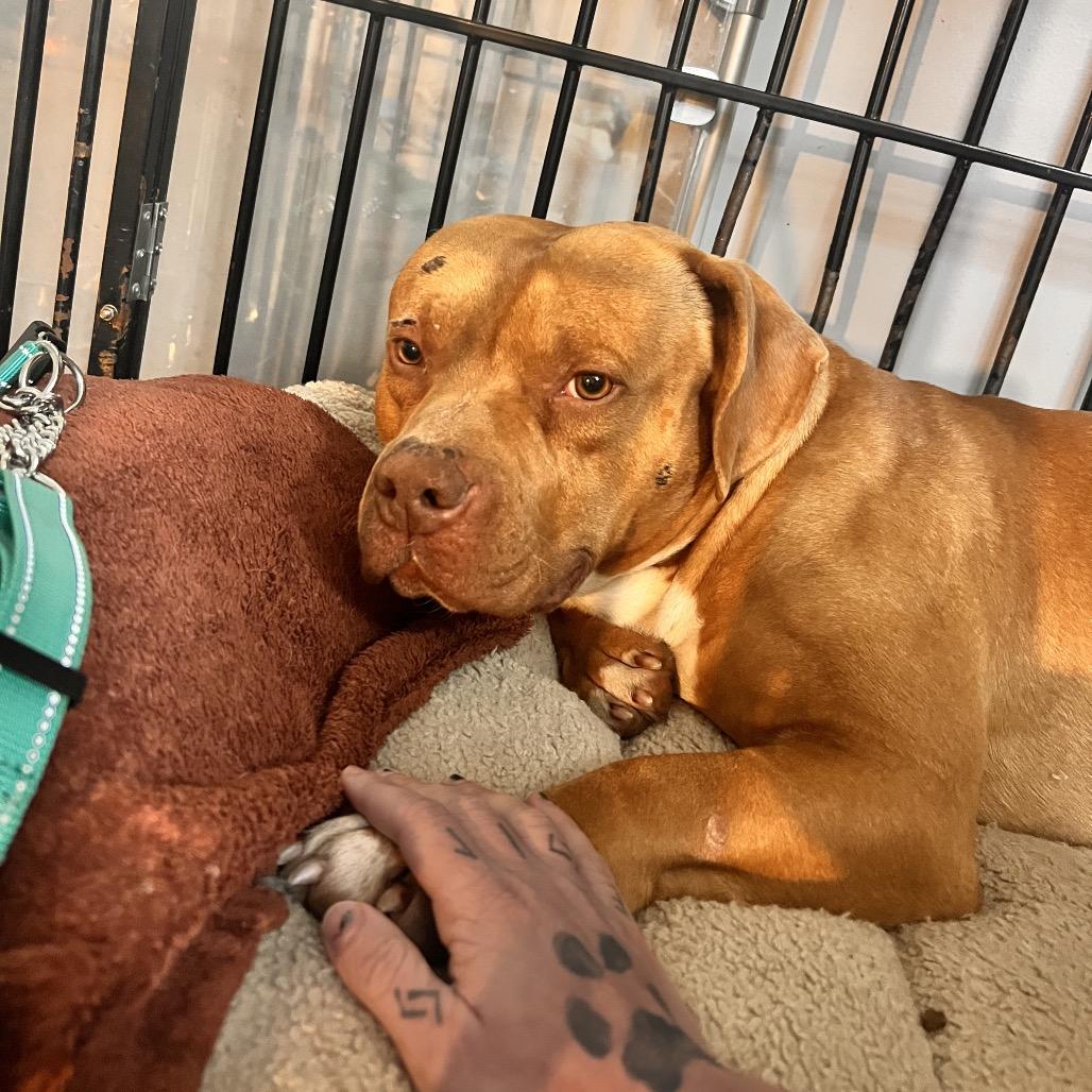 Mowgli, Adoptable, Adult Male Pit Bull Terrier.