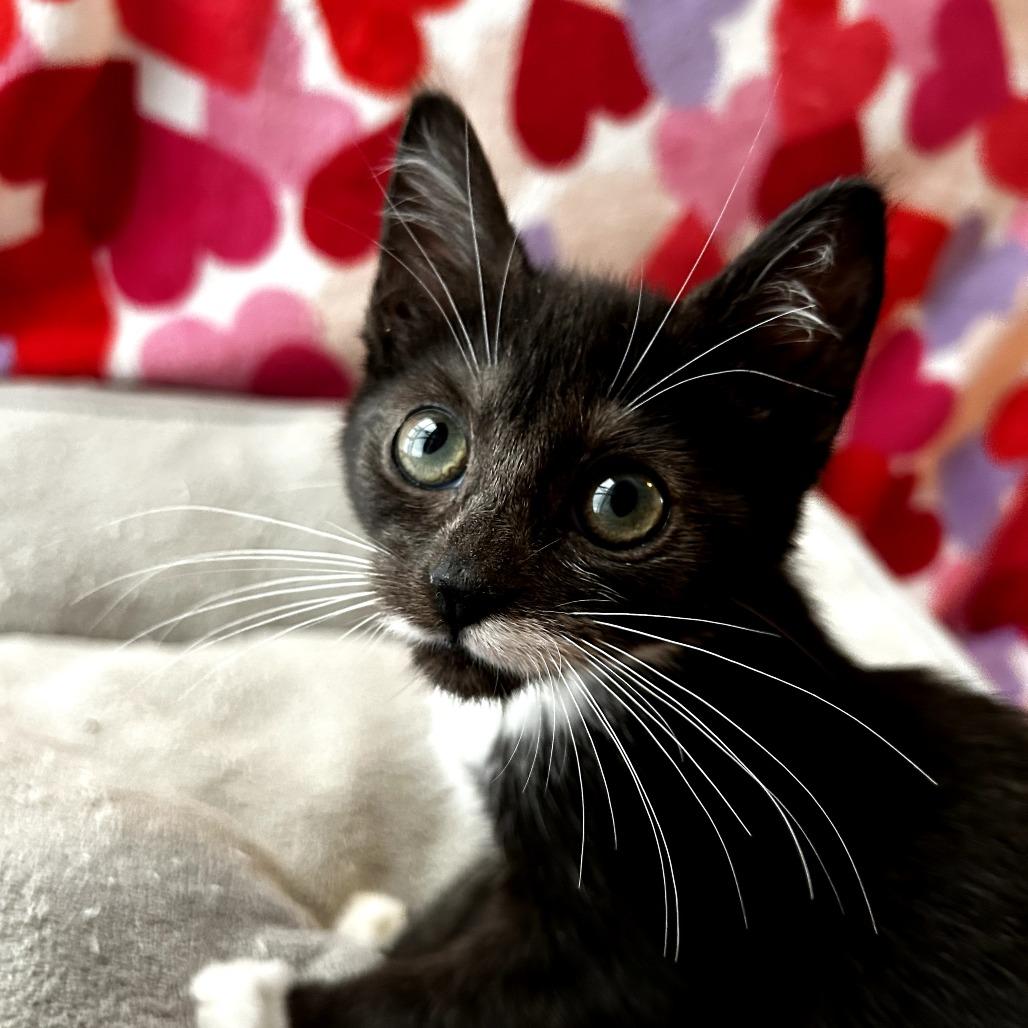 Enlarge Sydney, an adopted Domestic Short Hair in Parkland, FL image 1/4