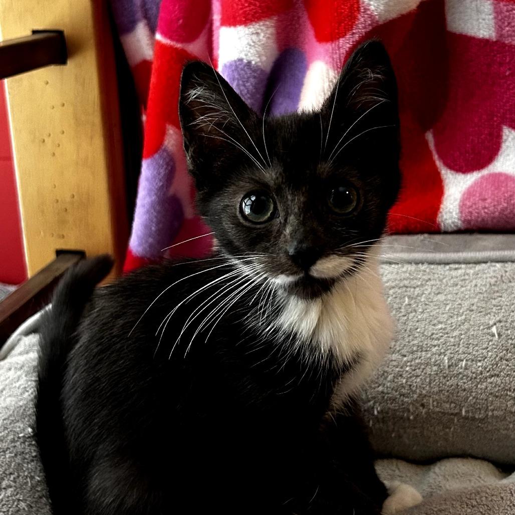 Enlarge Sydney, an adopted Domestic Short Hair in Parkland, FL image 3/4