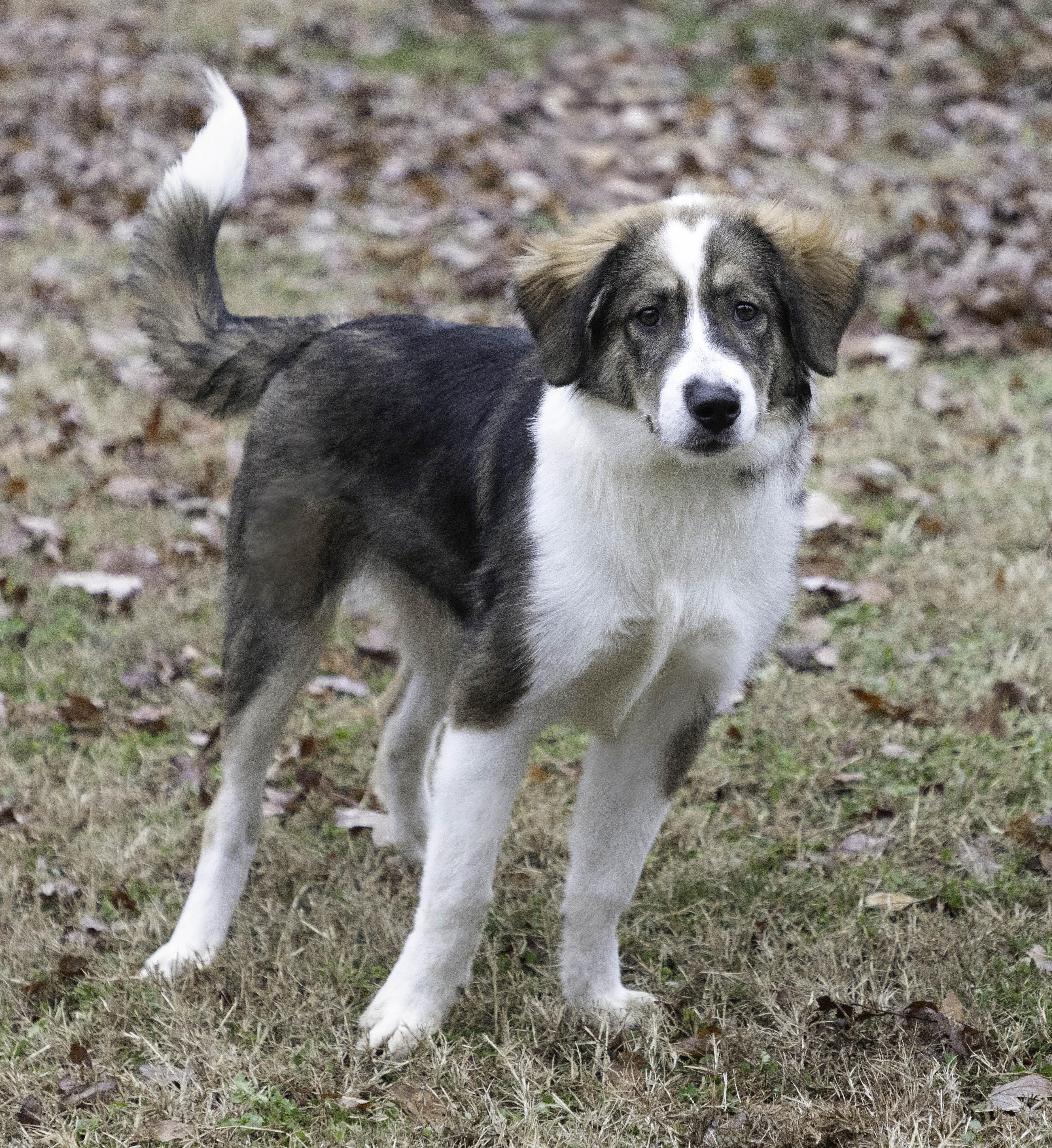 Anvil, a Adoptable mixed breed in Wytheville, VA image 3/4