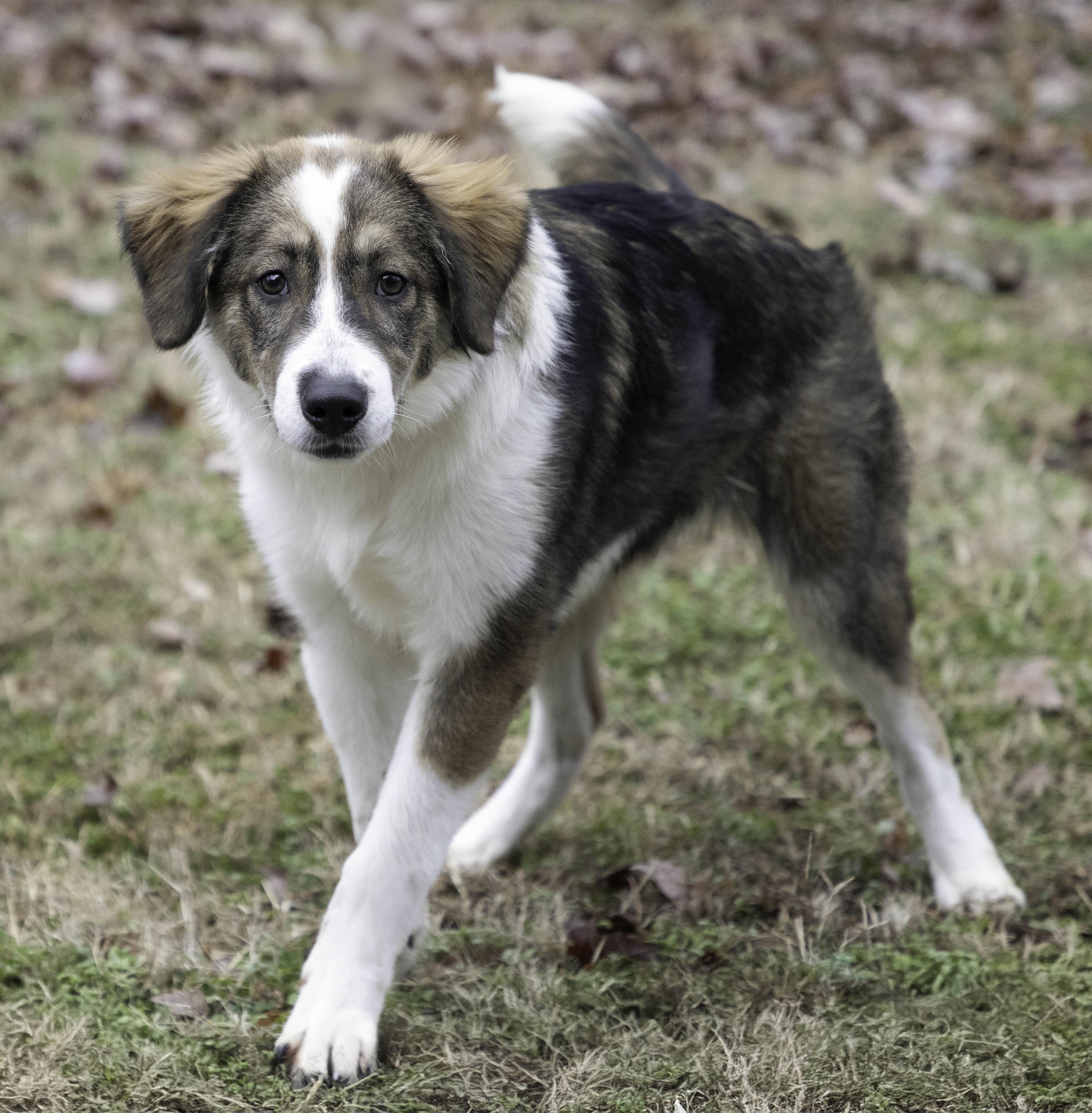 Anvil, a Adoptable mixed breed in Wytheville, VA image 4/4