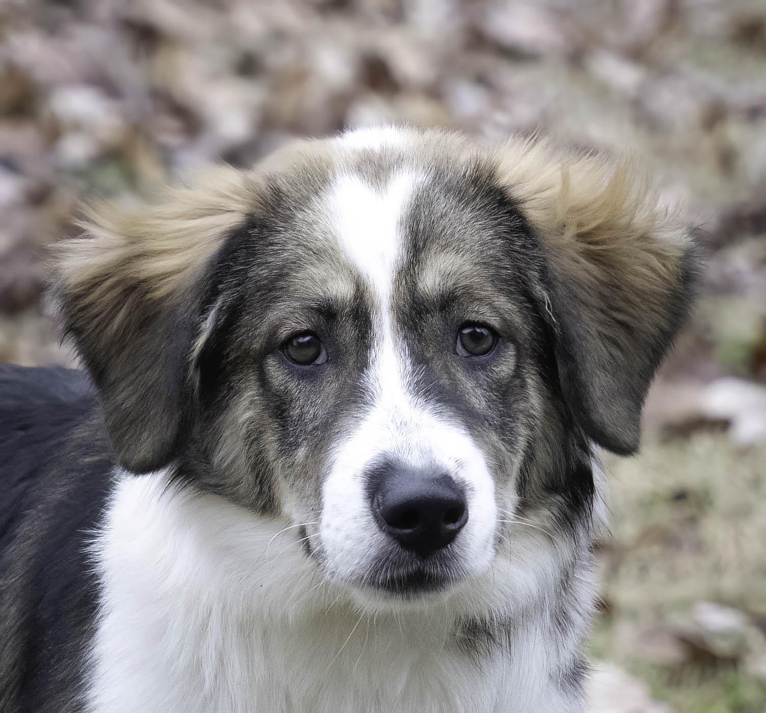 Anvil, a Adoptable mixed breed in Wytheville, VA image 1/4