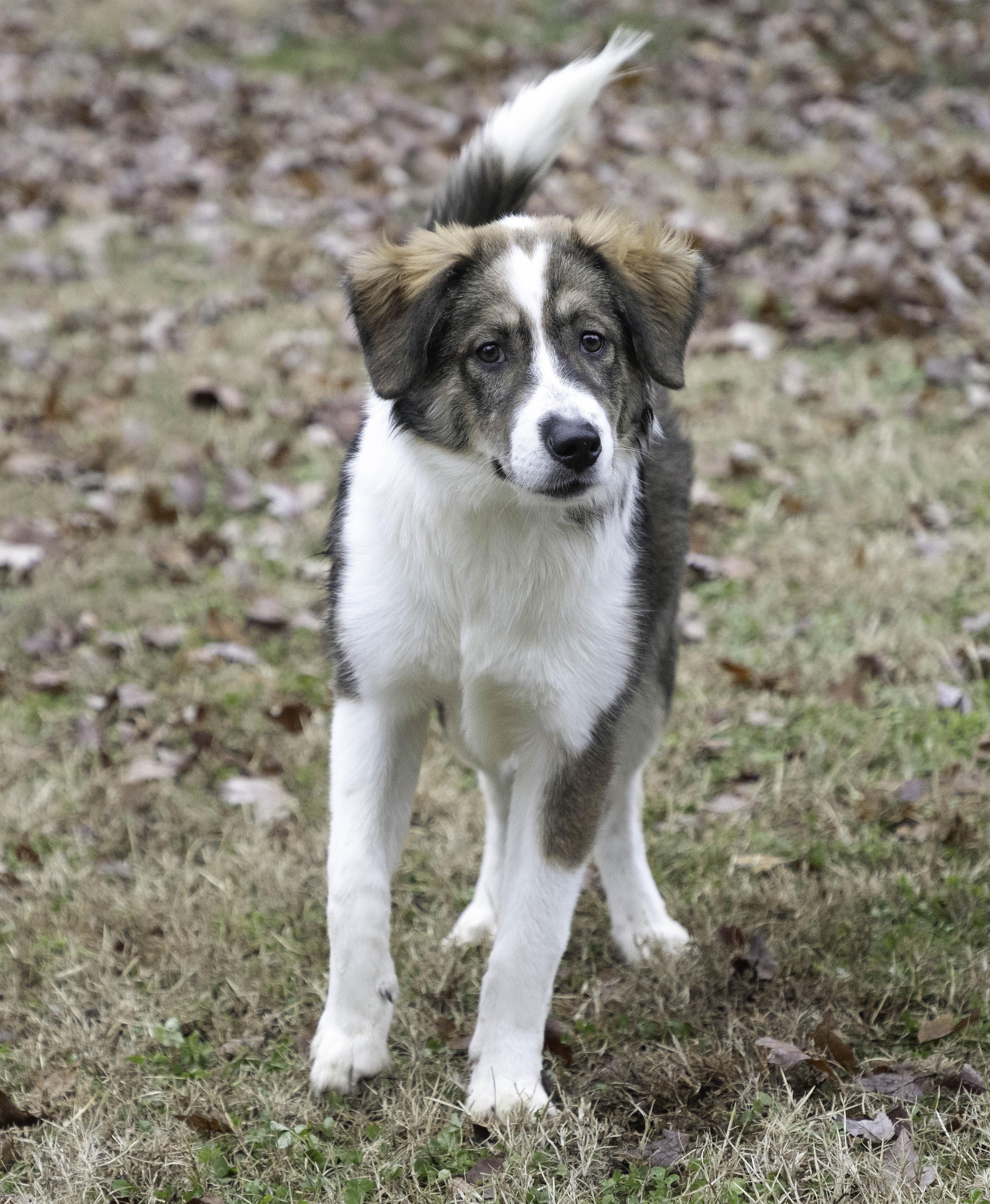 Anvil, a Adoptable mixed breed in Wytheville, VA image 2/4