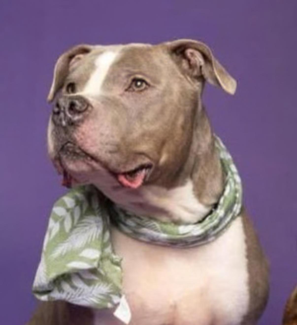 Jay Jay, Adult Male Pit Bull Terrier