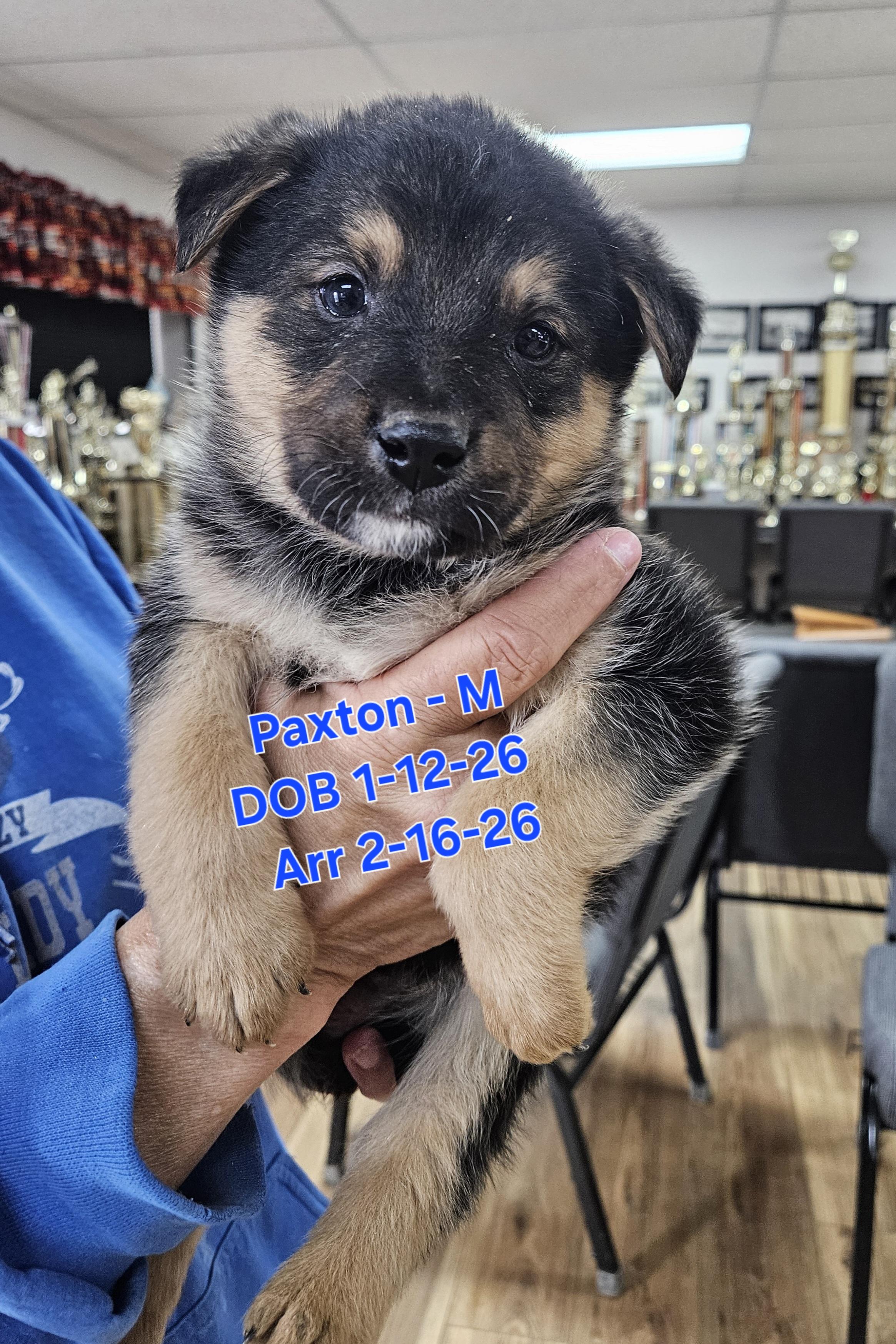 Enlarge Paxton, a Adoptable mixed breed in Nucla, CO image 1/1