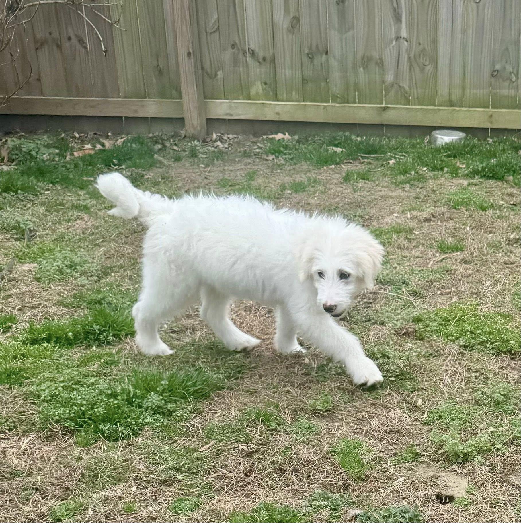 Enlarge Falkor, an adopted mixed breed in Yorktown, VA image 4/5