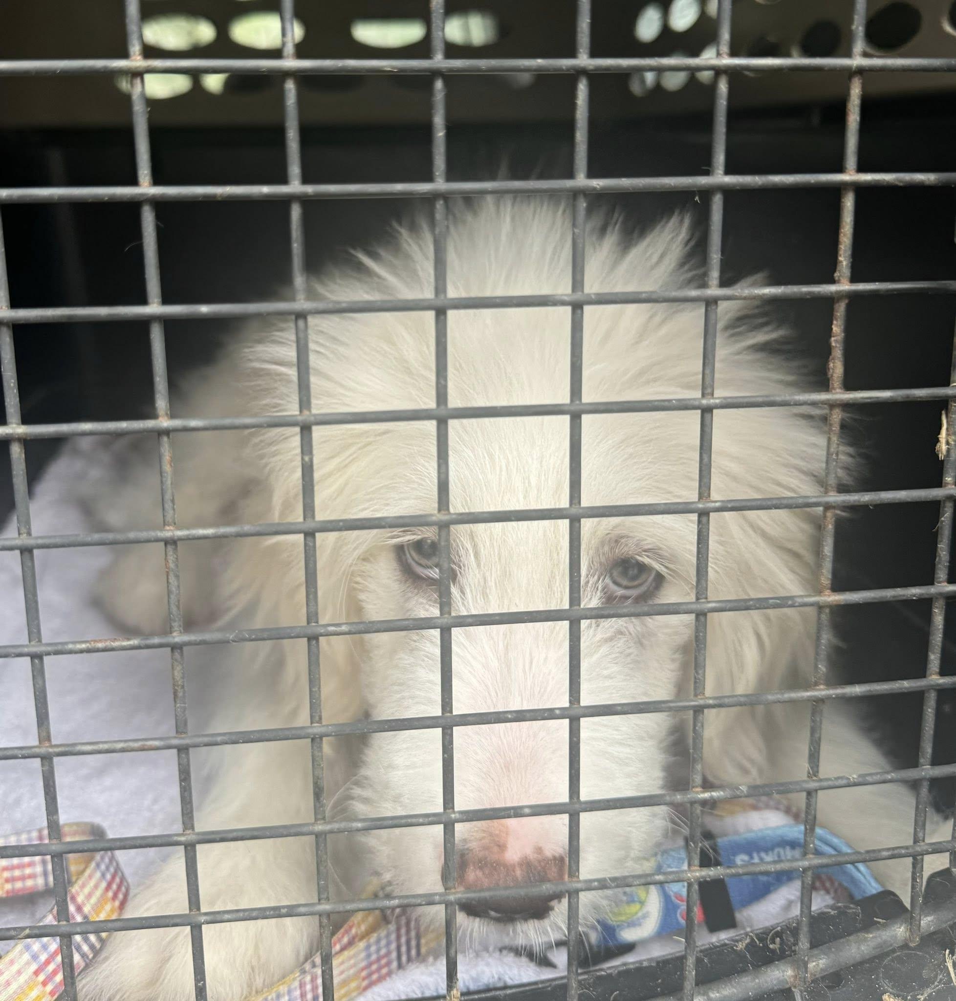 Enlarge Falkor, an adopted mixed breed in Yorktown, VA image 2/5