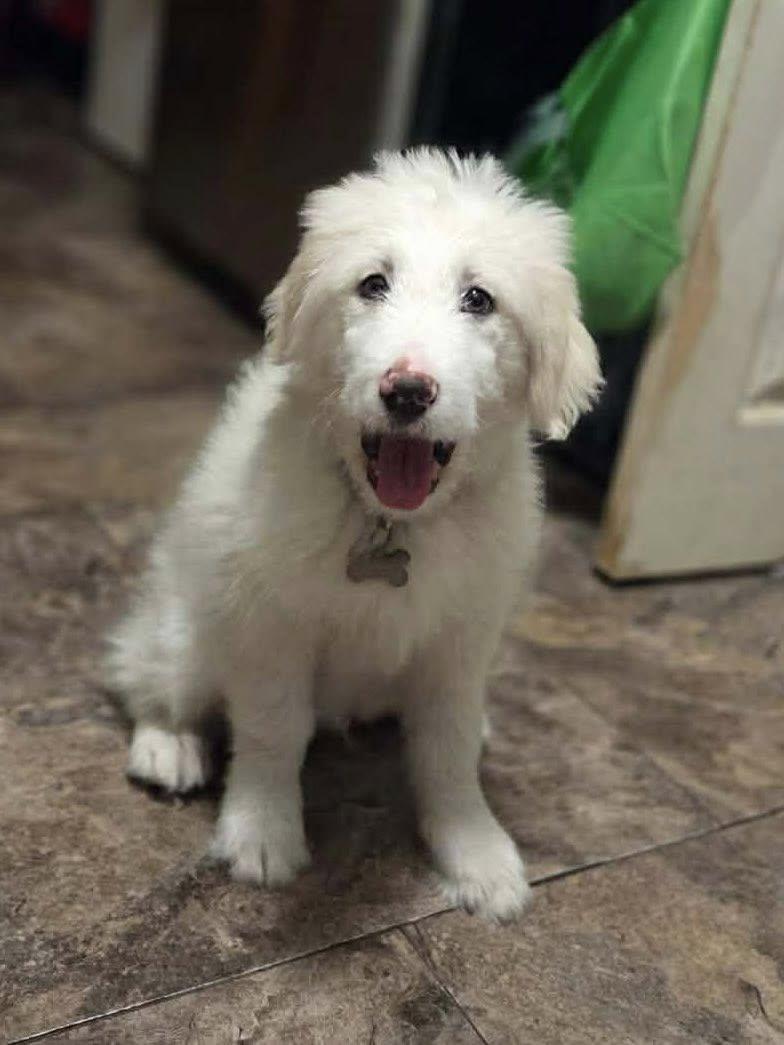 Enlarge Falkor, an adopted mixed breed in Yorktown, VA image 3/5