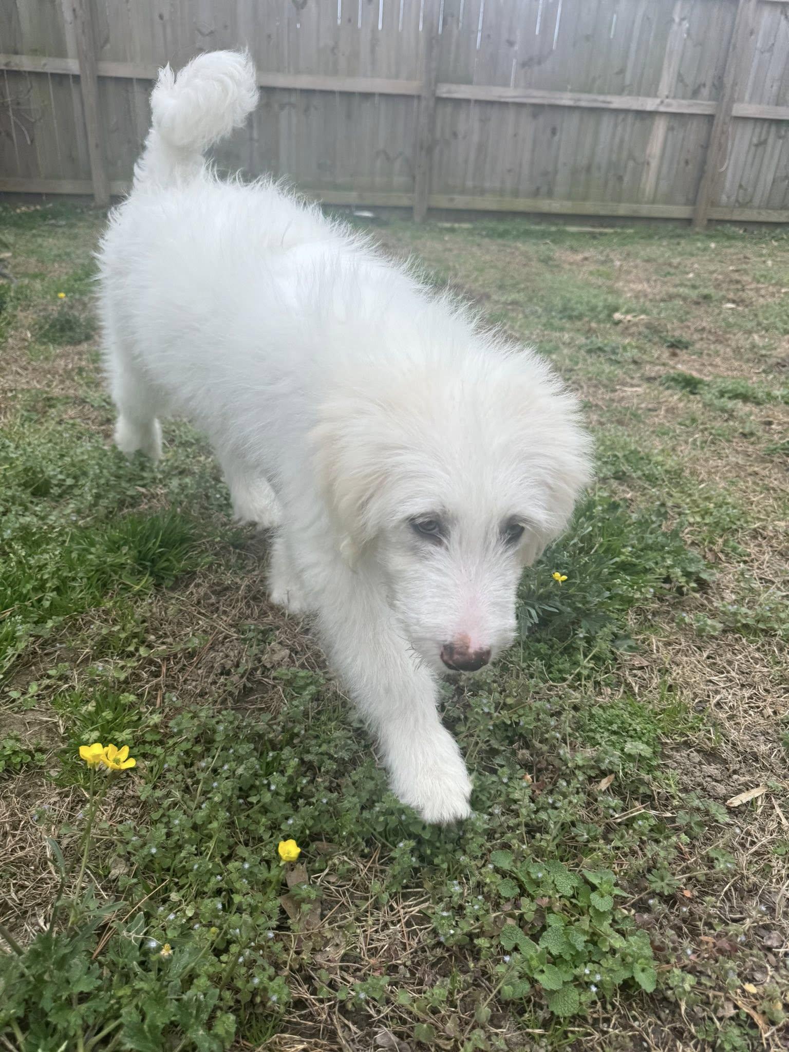 Enlarge Falkor, an adopted mixed breed in Yorktown, VA image 5/5