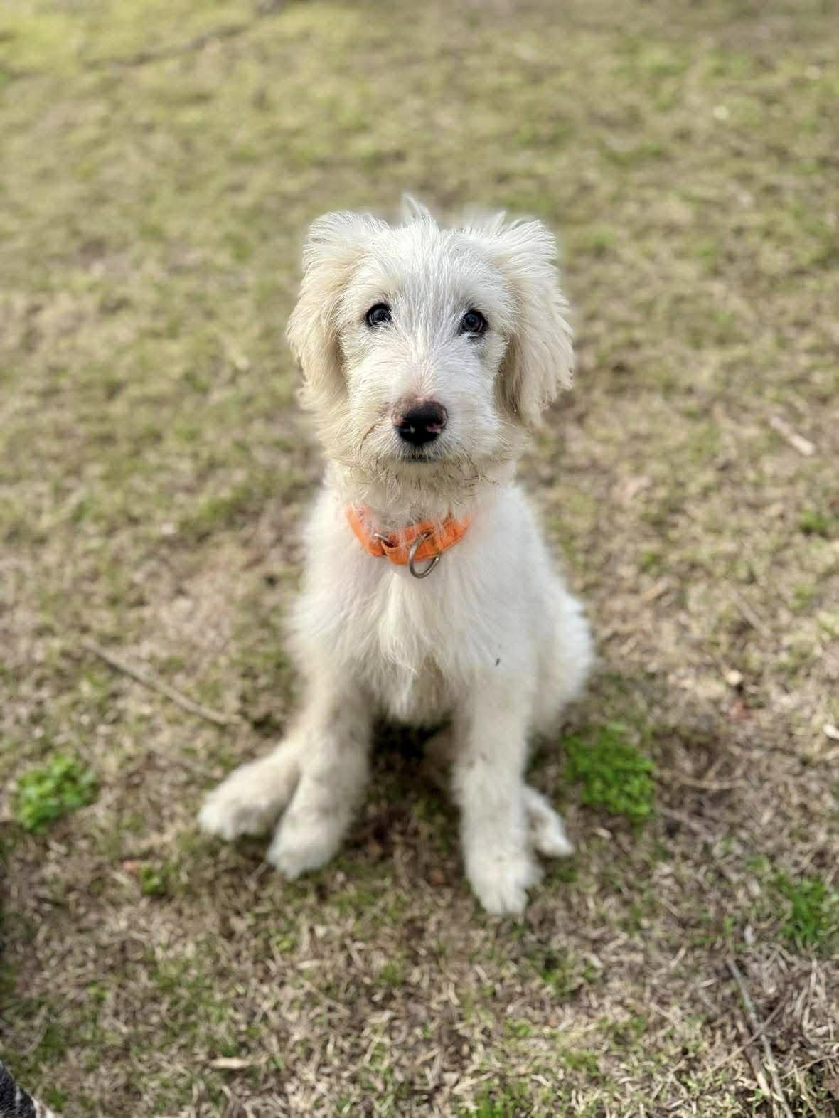 Enlarge Falkor, an adopted mixed breed in Yorktown, VA image 1/5