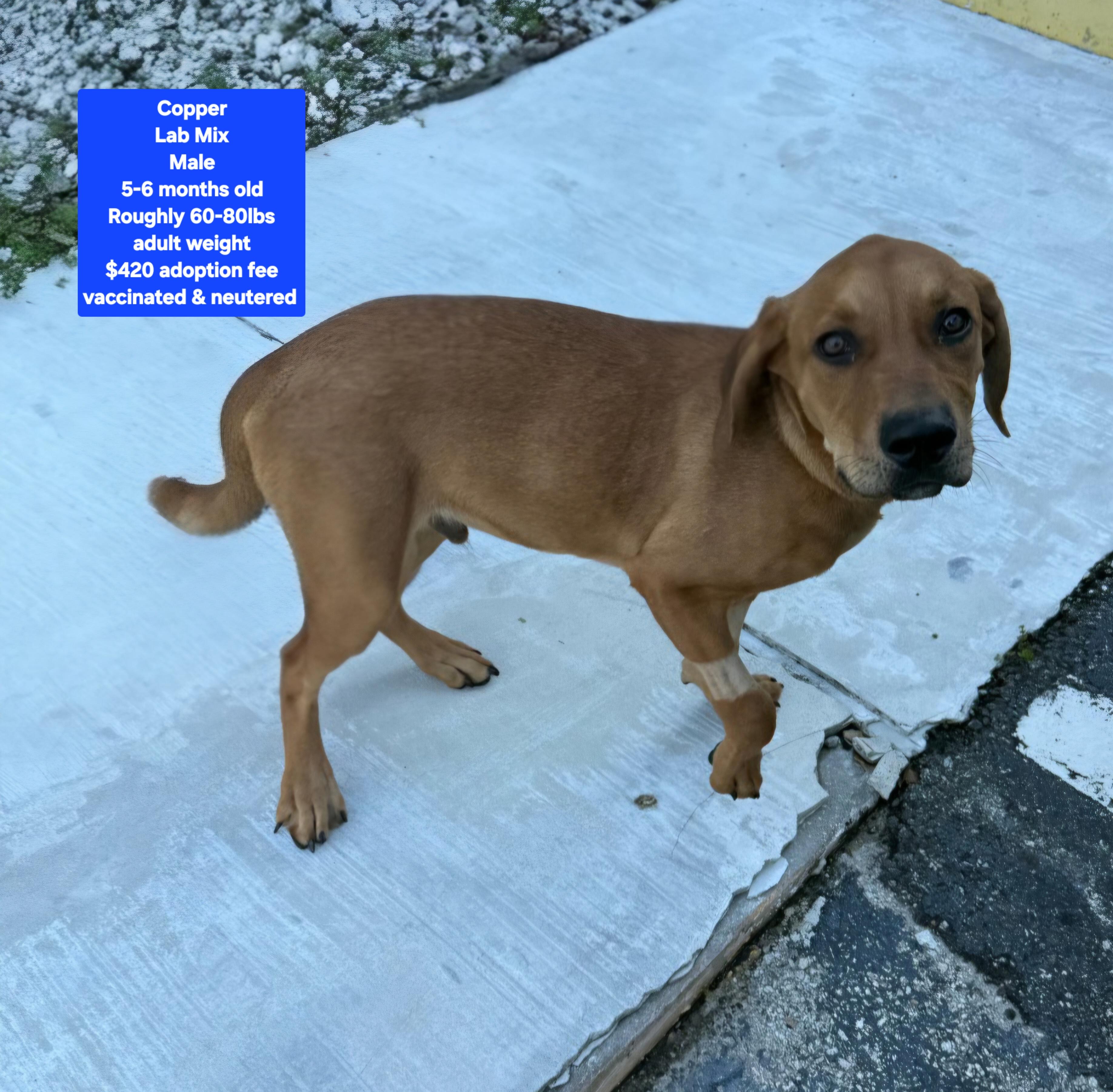 Enlarge Copper, an adopted mixed breed in Oviedo, FL image 1/1