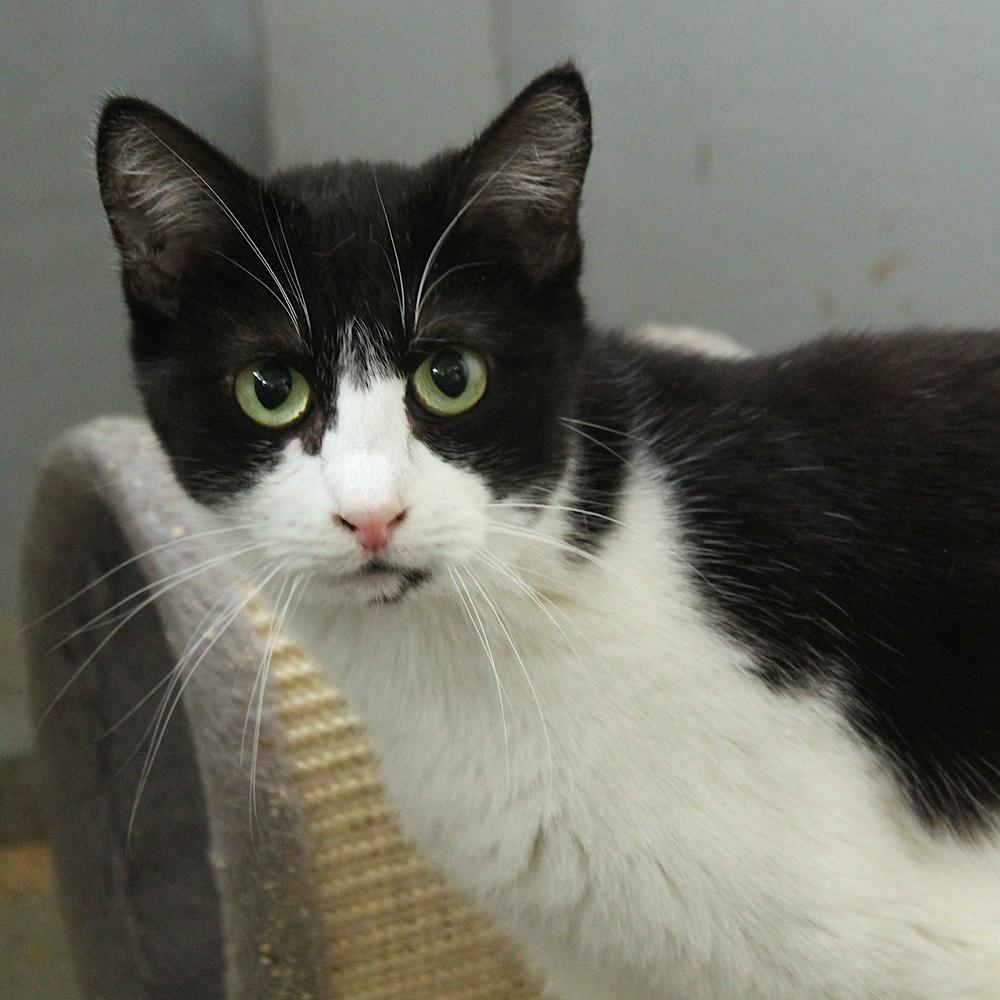 Mackenzie, Adoptable, Kitten Female Domestic Short Hair.