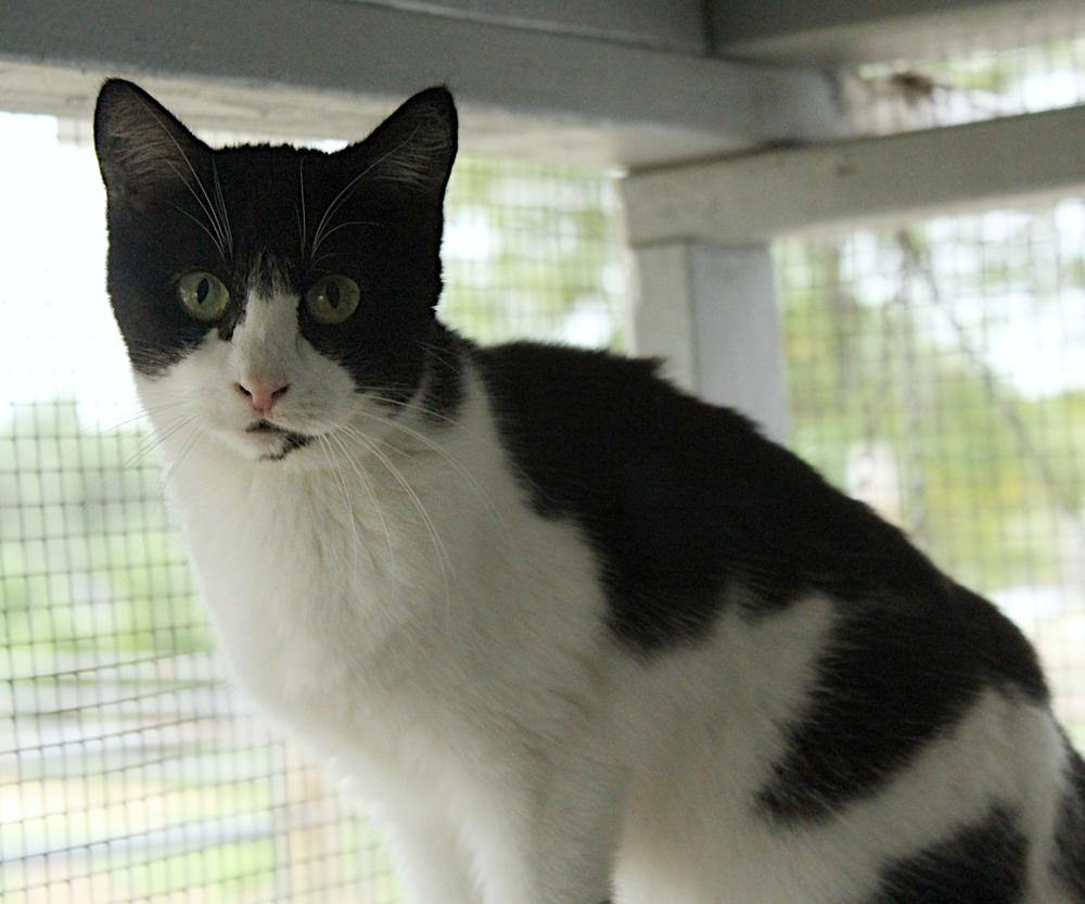 Enlarge Mackenzie, a Adoptable Domestic Short Hair in Redlands, CA image 2/3